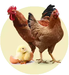 Cung Cấp Con Giống Uy Tín, Chất Lượng, Giá Tốt tại Xã Trường Xuân, Huyện Đắk Song, Tỉnh Đắk Nông