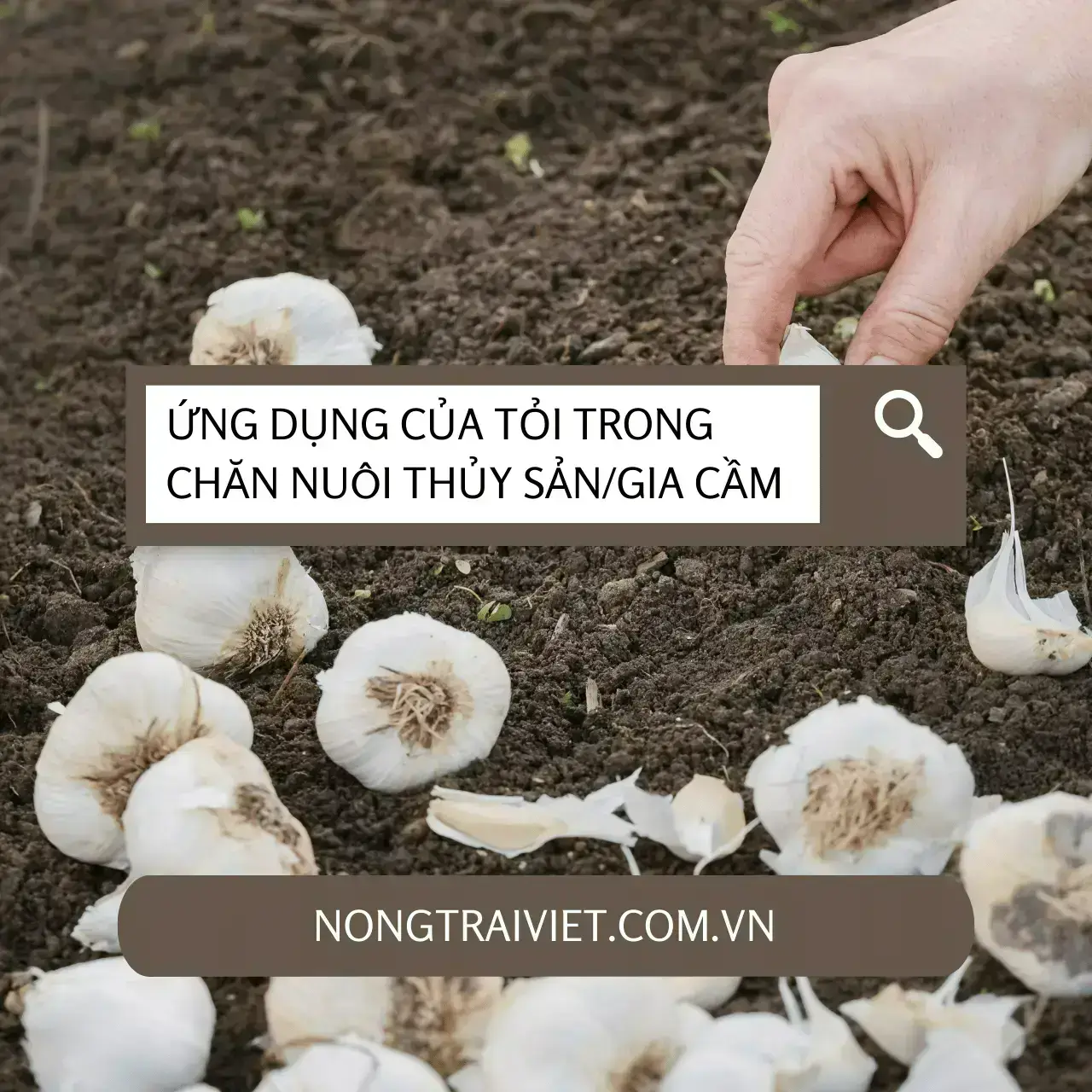 Lợi ích tuyệt vời của tỏi trong chăn nuôi thủy sản và gia cầm
