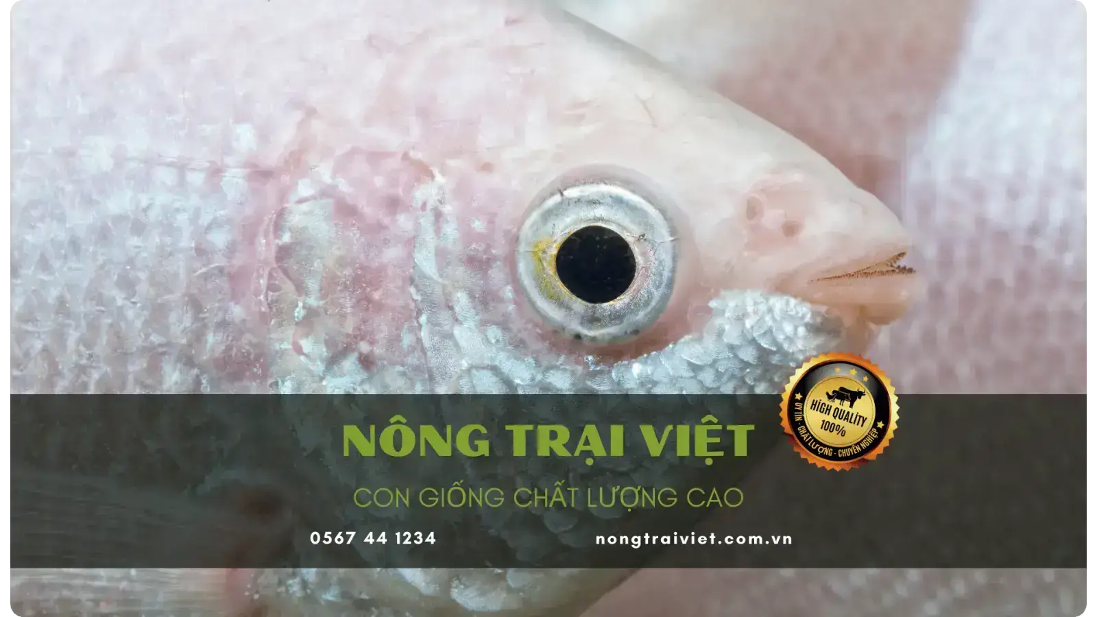 Trại Cá Giống