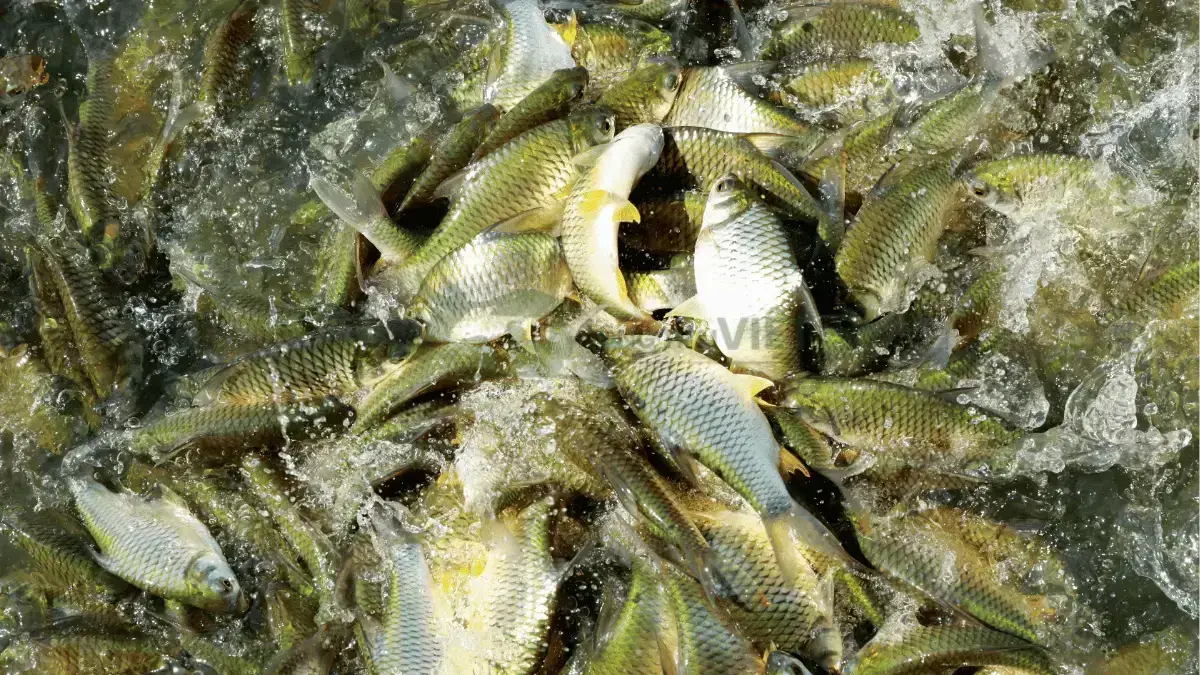 Trại cá mè vinh giống tại Tỉnh Bà Rịa - Vũng Tàu