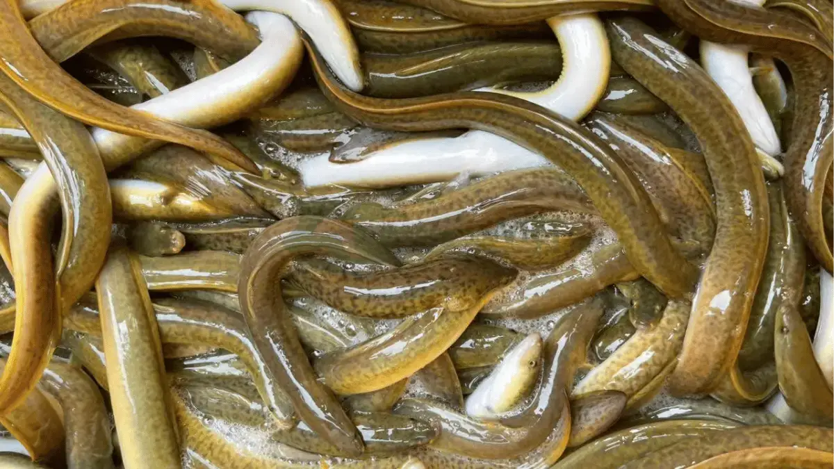 Trại cá chình bông giống tại Xã Hưng Thành, Huyện Tân Phước, Tỉnh Tiền Giang