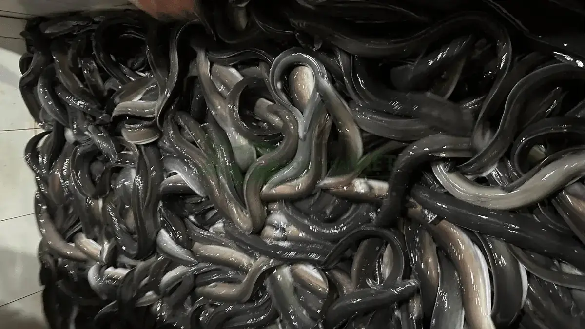 Trại cá chình mun giống tại Xã Nấm Dẩn, Huyện Xín Mần, Tỉnh Hà Giang