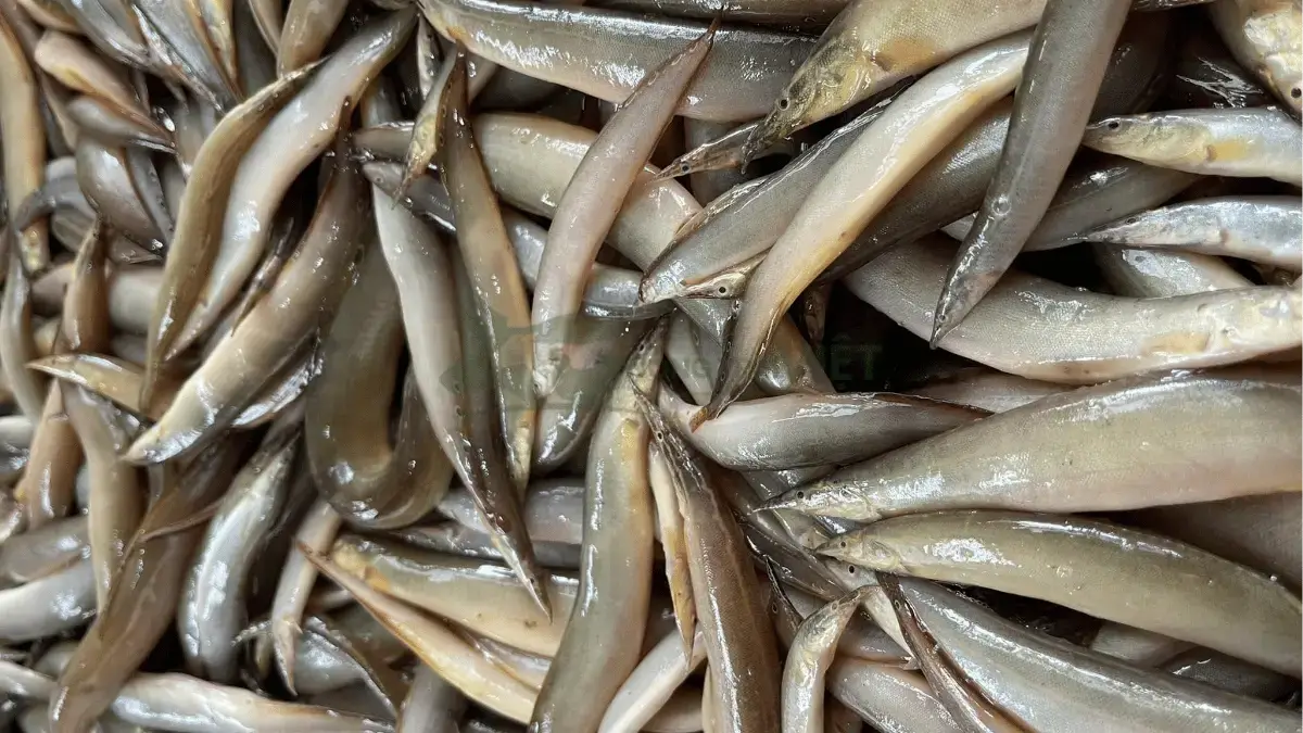 Trại cá chạch đồng giống tại Xã Phú Sơn, Huyện Tân Phú, Tỉnh Đồng Nai