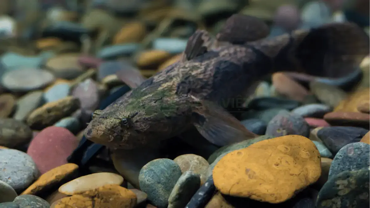 Trại cá bống tượng giống tại Xã Hòa Thành, Huyện Lai Vung, Tỉnh Đồng Tháp