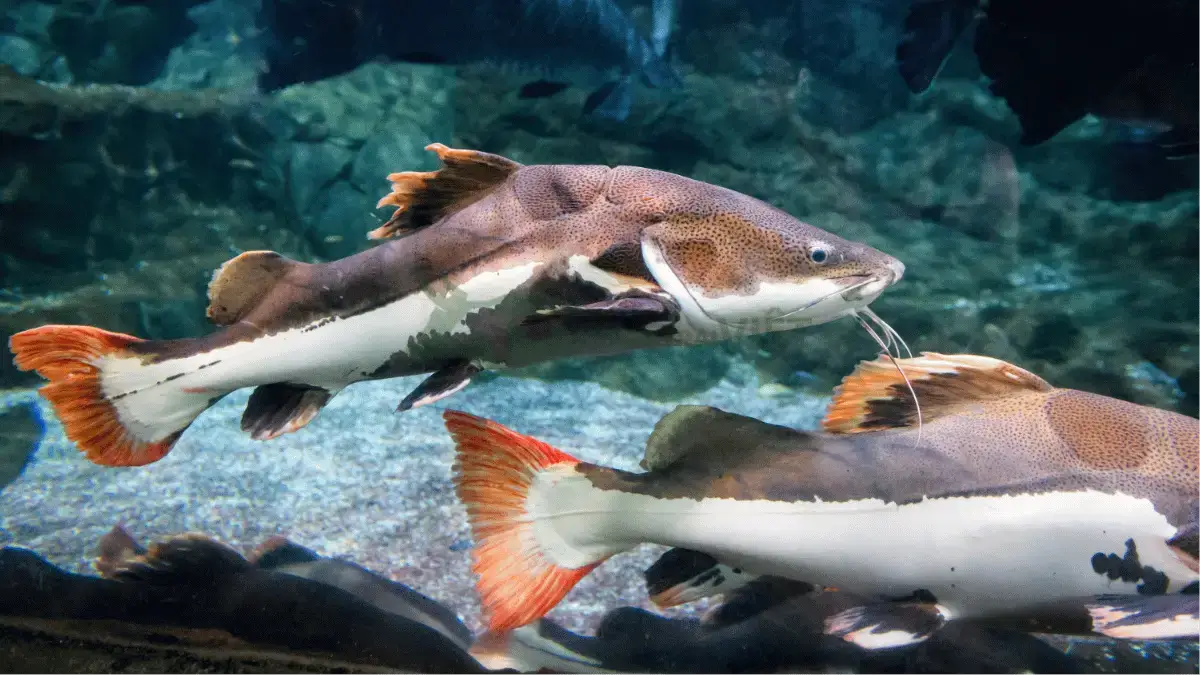 Trại cá giống hồng vỹ mỏ vịt tại Xã Trung Trạch, Huyện Bố Trạch, Tỉnh Quảng Bình