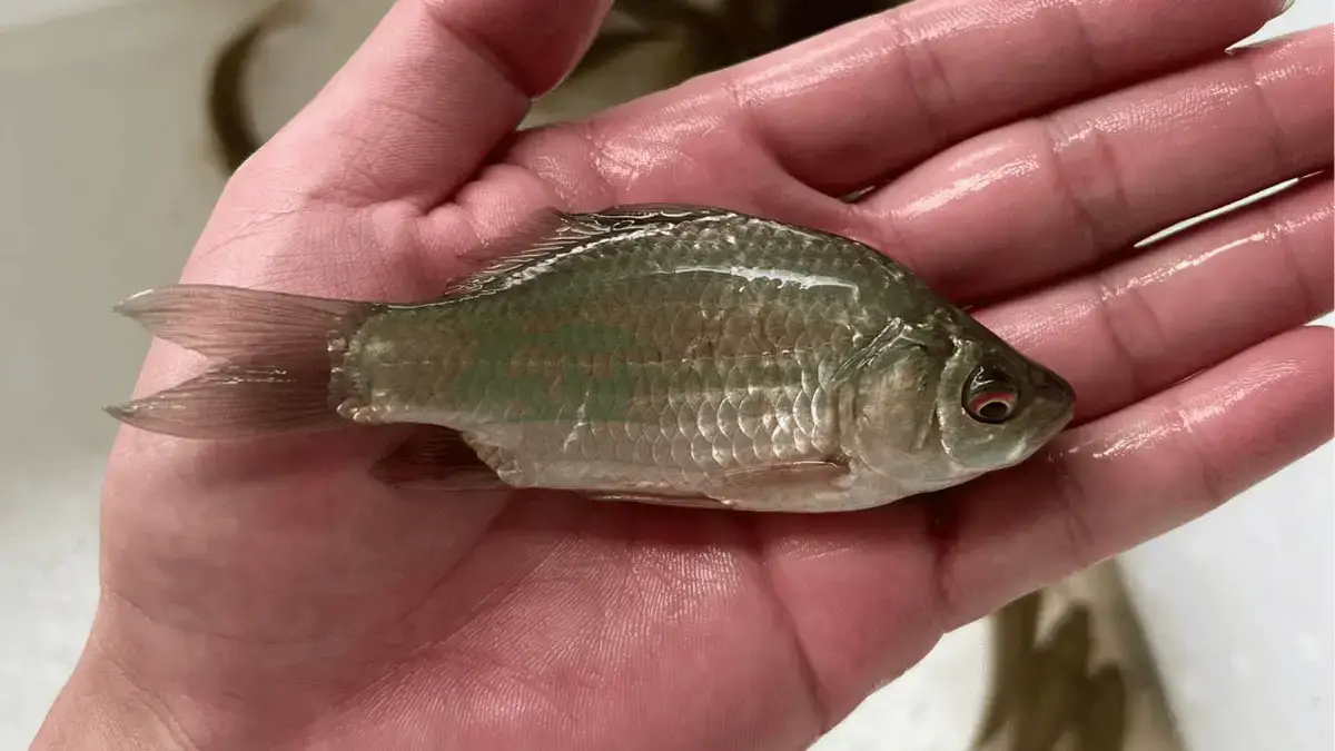 Trại cá diếc giống tại Xã Tiến Đức, Huyện Hưng Hà, Tỉnh Thái Bình