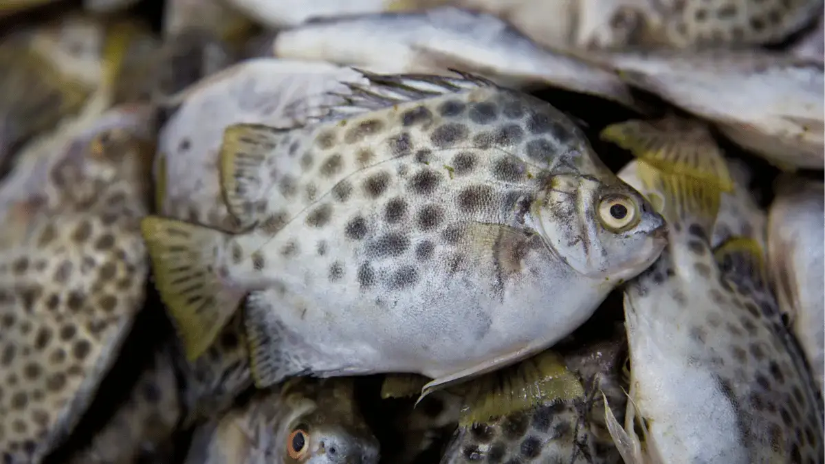 Trại cá nâu giống tại Phường Thanh Khê Đông, Quận Thanh Khê, Thành phố Đà Nẵng