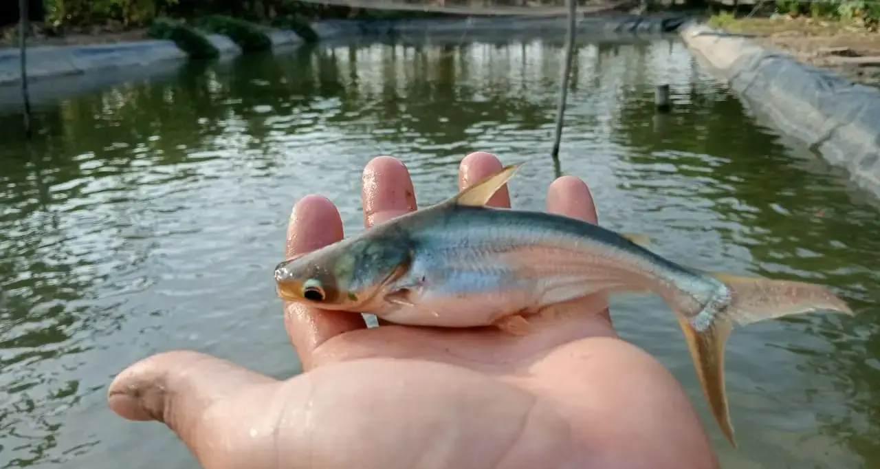 Trại cá tra dầu giống tại Xã Biển Hồ