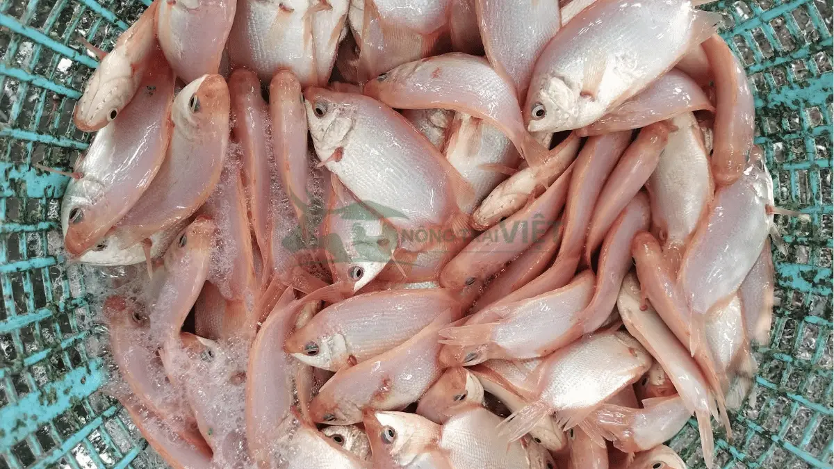 Trại cá hường (cá mùi) giống tại Xã Ba Điền, Huyện Ba Tơ, Tỉnh Quảng Ngãi