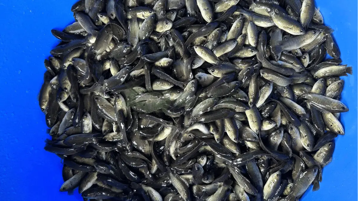 Trại cá rô đầu nhím giống tại Xã Tân Bửu, Huyện Bến Lức, Tỉnh Long An