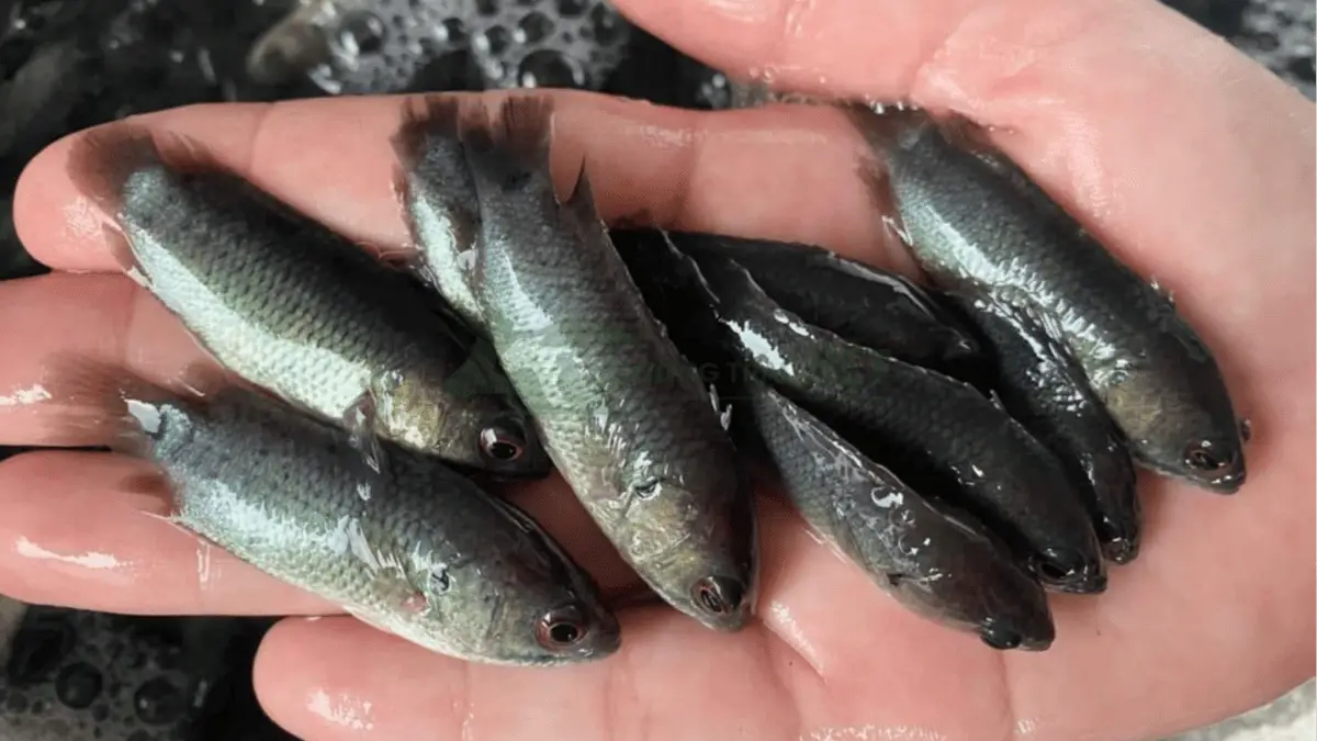 Trại cá rô đầu vuông giống tại Xã Quảng Lưu, Huyện Quảng Xương, Tỉnh Thanh Hóa