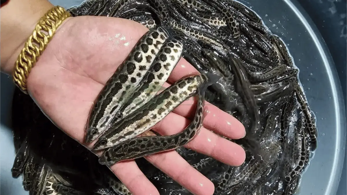 Trại cá chuối hoa (cá quả) giống tại Xã Nghĩa Thành, Huyện Châu Đức, Tỉnh Bà Rịa - Vũng Tàu