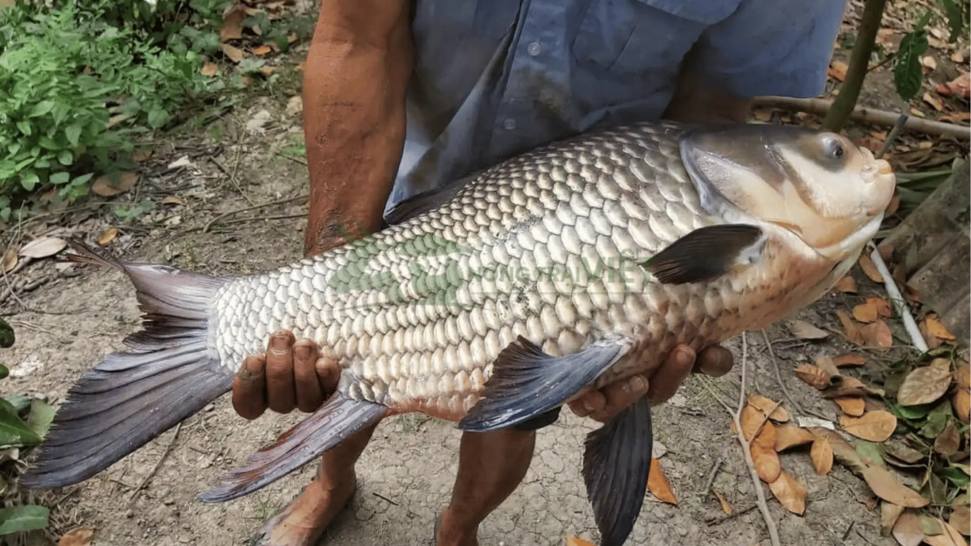 Trại cá hô giống tại Xã Vĩnh Thới, Huyện Lai Vung, Tỉnh Đồng Tháp