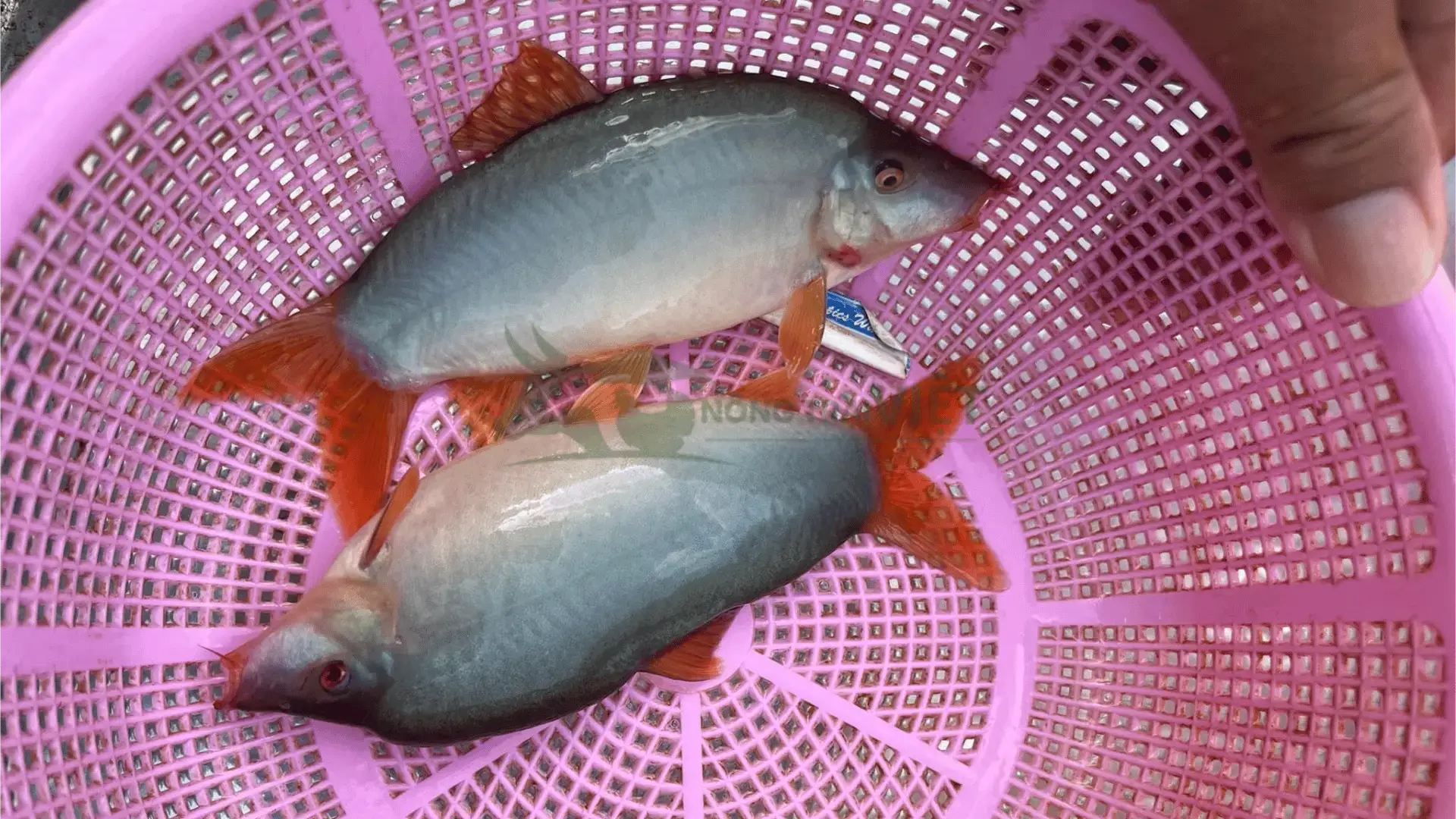 Trại cá heo đuôi đỏ giống tại Phường 4, Quận 10, Thành phố Hồ Chí Minh