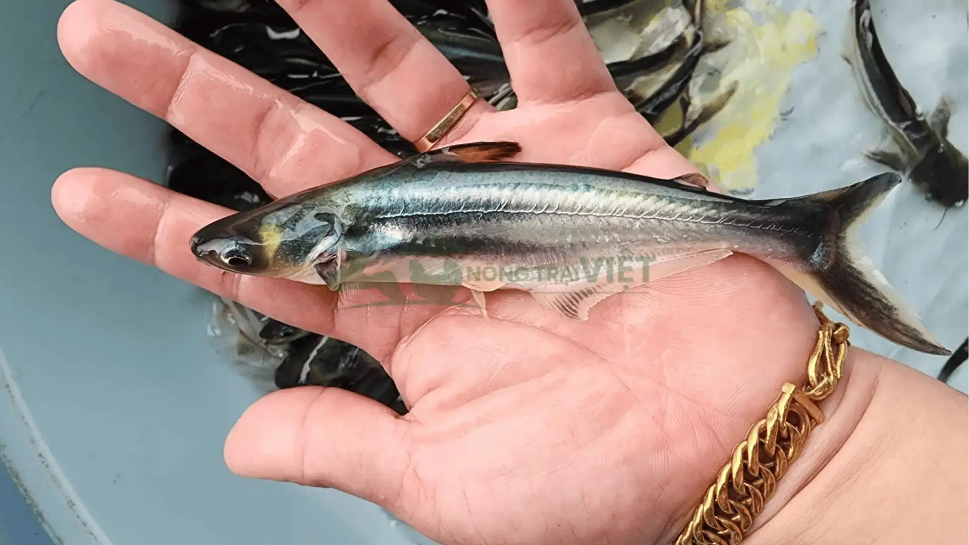 Trại cá ba sa giống tại Xã Thái Phương, Huyện Hưng Hà, Tỉnh Thái Bình