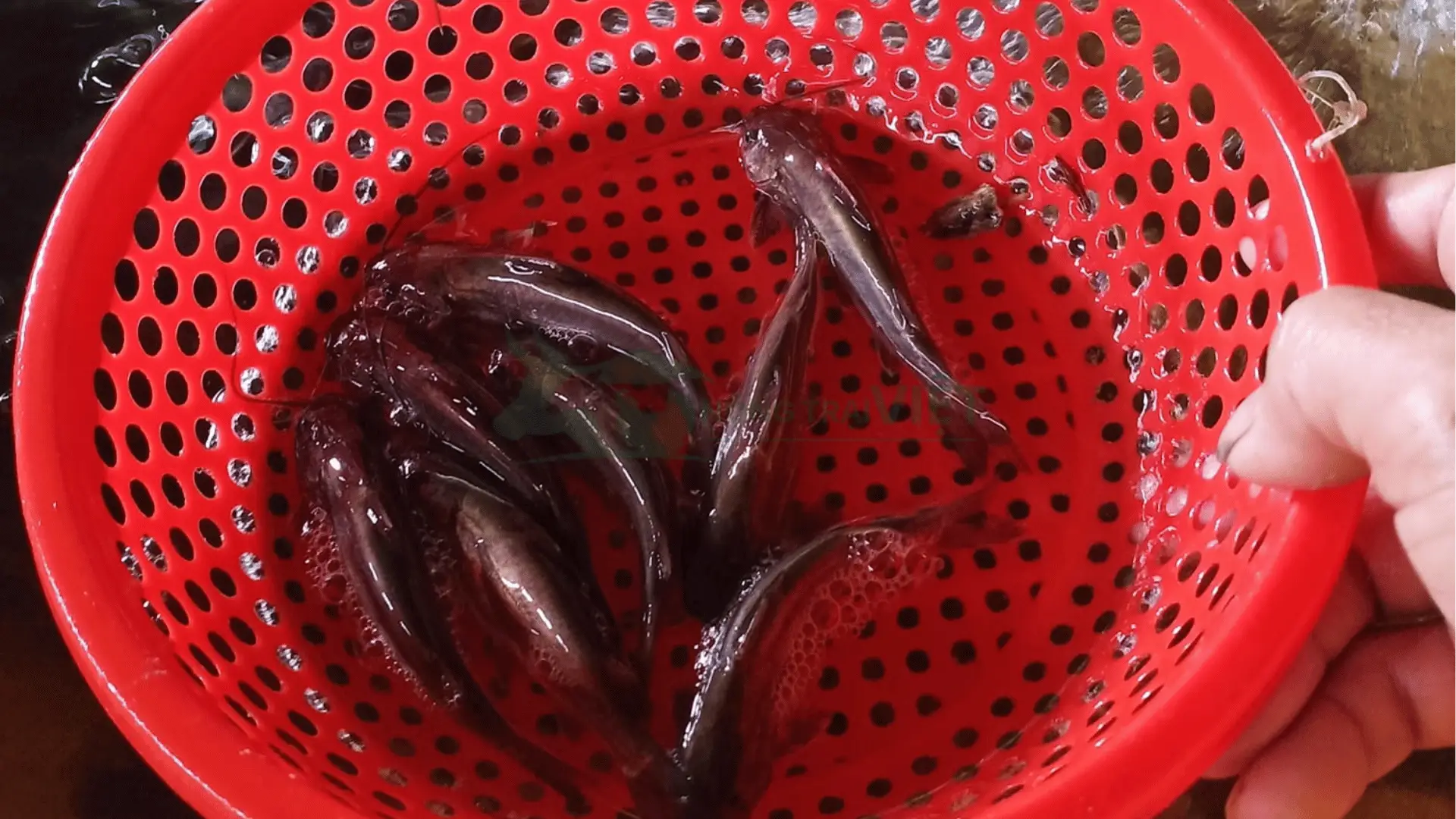 Trại cá chốt giống tại Xã Hòa Phú, Huyện Long Hồ, Tỉnh Vĩnh Long