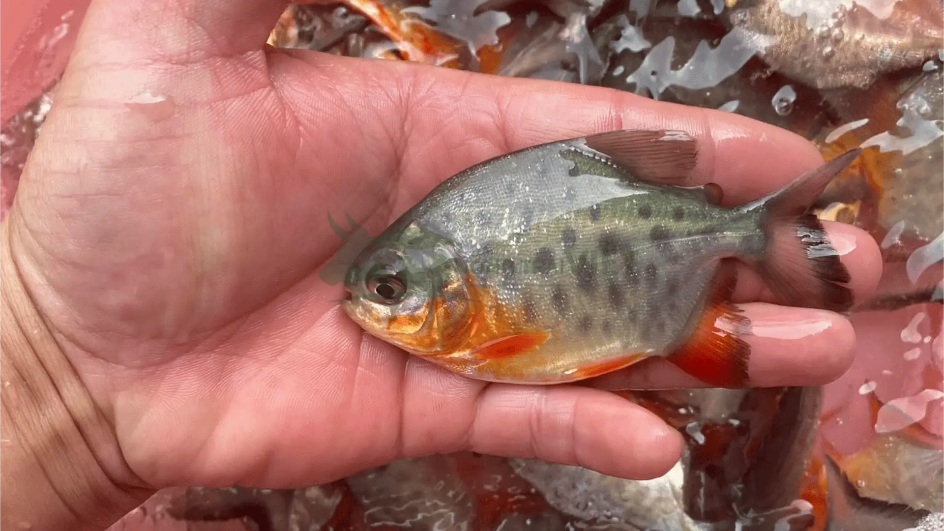 Trại cá chim giống tại Xã Nguyễn Huân, Huyện Đầm Dơi, Tỉnh Cà Mau