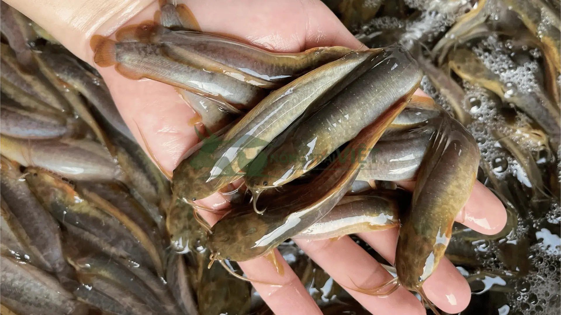 Trại cá trê vàng giống tại Xã Hiệp Phước, Huyện Nhà Bè, Thành phố Hồ Chí Minh