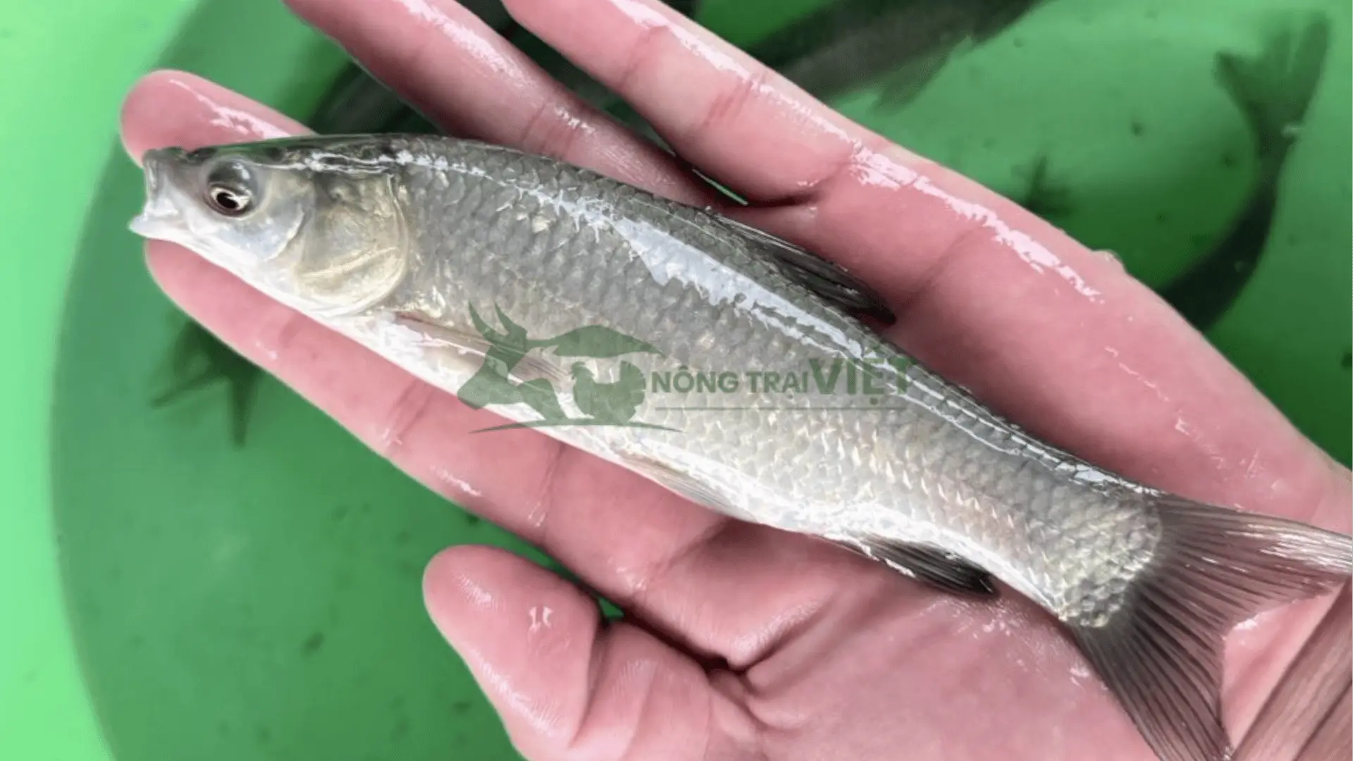 Trại cá trắm đen giống tại Xã Ba Nam, Huyện Ba Tơ, Tỉnh Quảng Ngãi