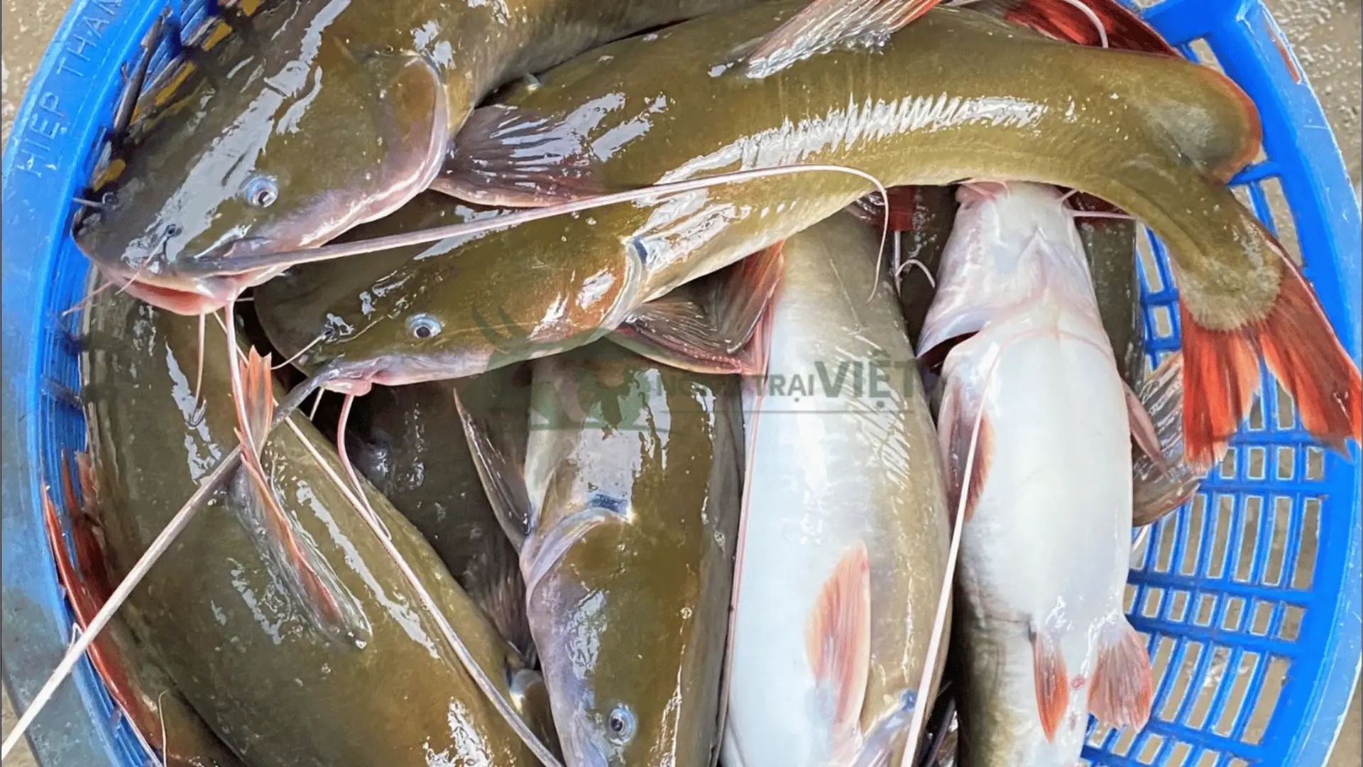 Trại cá lăng đuôi đỏ giống tại Phường Yên Hoà, Quận Cầu Giấy, Thành phố Hà Nội