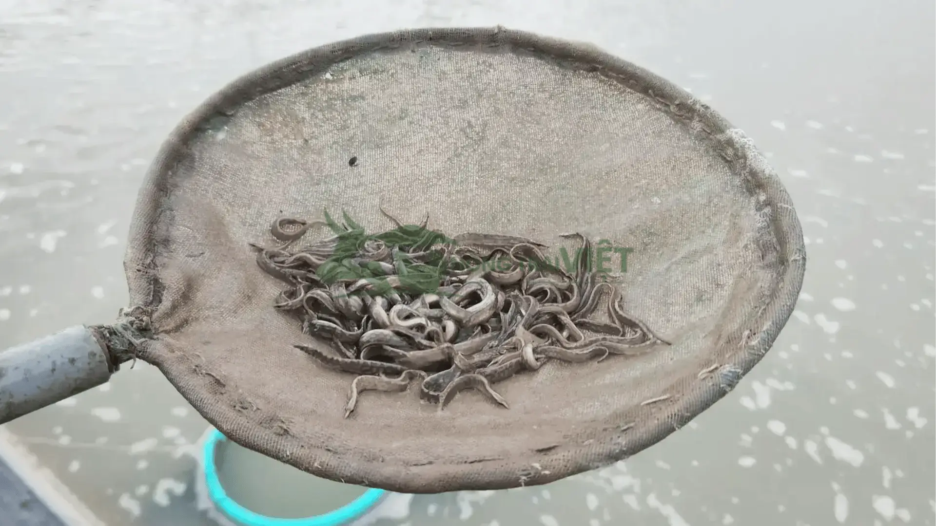 Trại cá chạch lấu giống tại Xã Phú Lập, Huyện Tân Phú, Tỉnh Đồng Nai