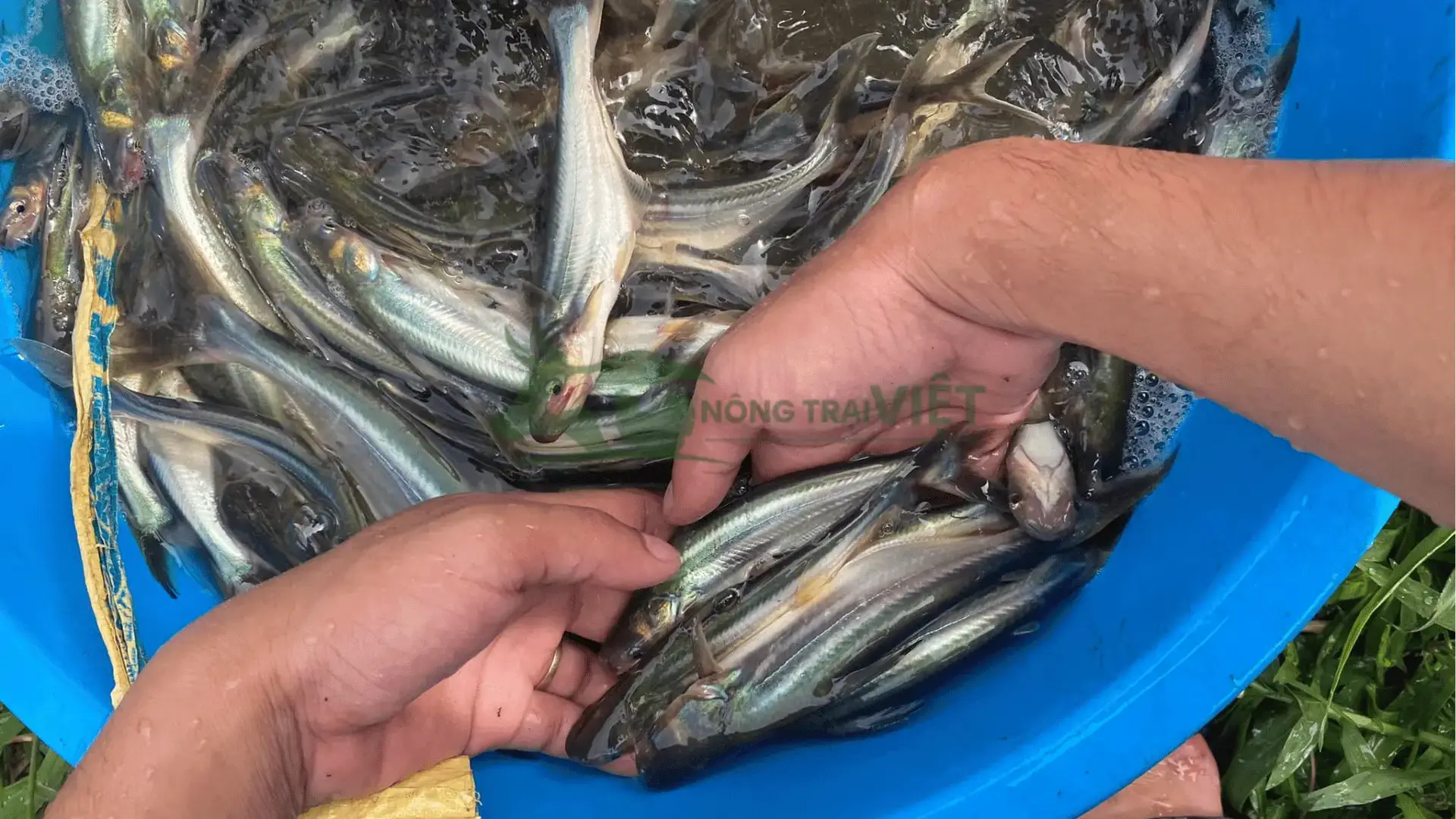 Trại cá tra giống tại Xã Minh Khôi, Huyện Nông Cống, Tỉnh Thanh Hóa