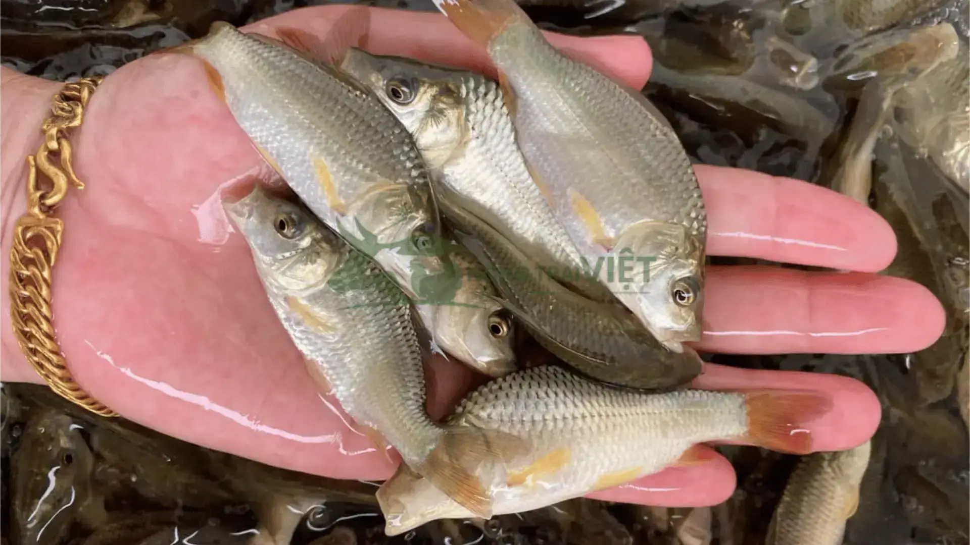 Trại cá chép giống tại Tỉnh Bà Rịa - Vũng Tàu