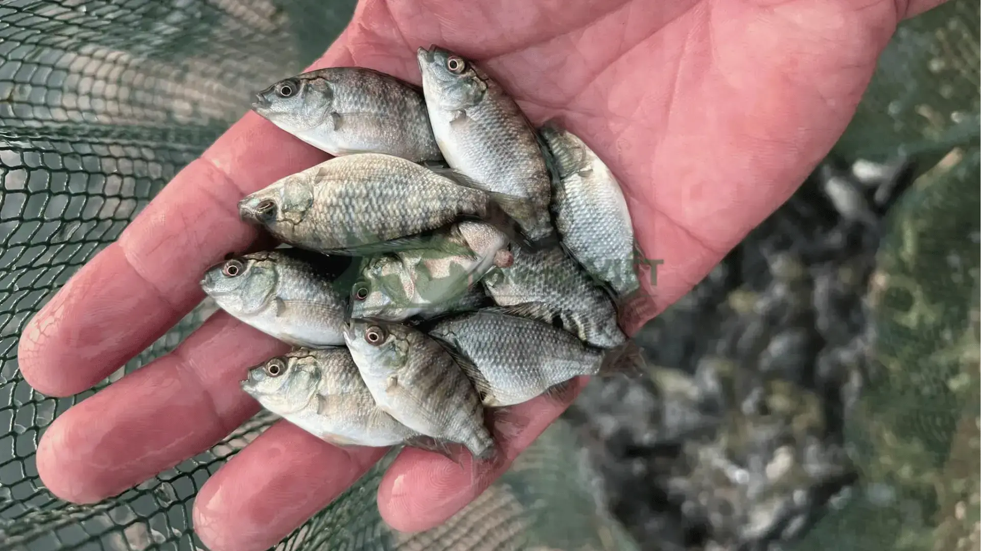 Trại cá rô phi thái giống