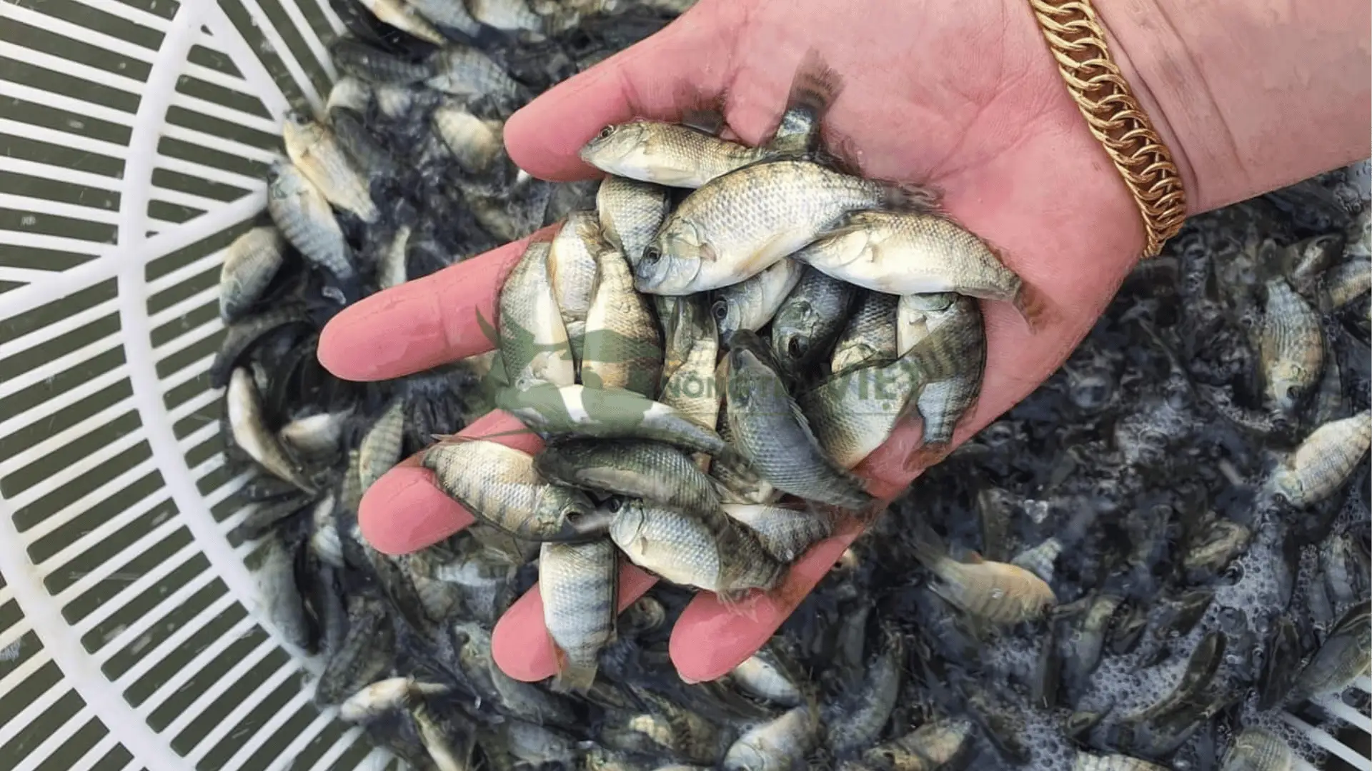 Trại cá rô phi đường nghiệp giống tại Xã Hòa Hưng, Huyện Cái Bè, Tỉnh Tiền Giang