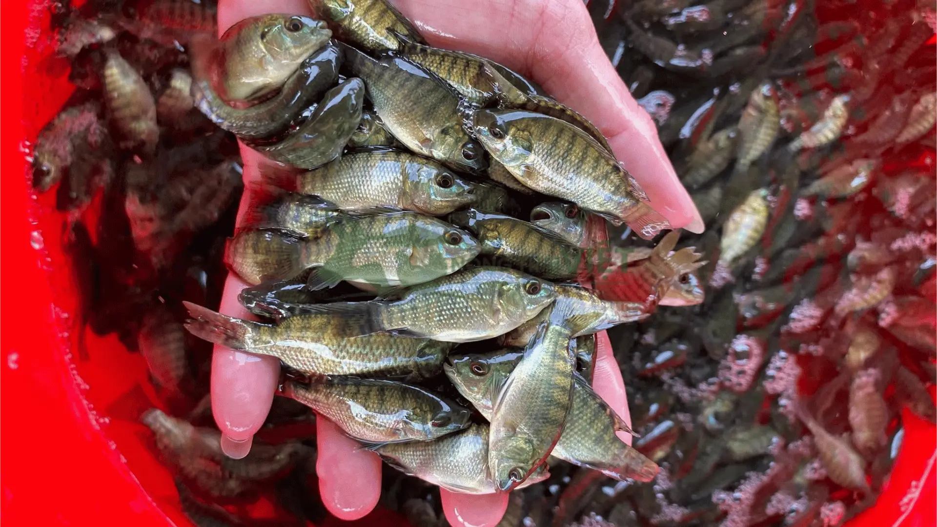 Trại cá rô phi bảo lộc giống tại Thị trấn Chi Nê, Huyện Lạc Thủy, Tỉnh Hoà Bình