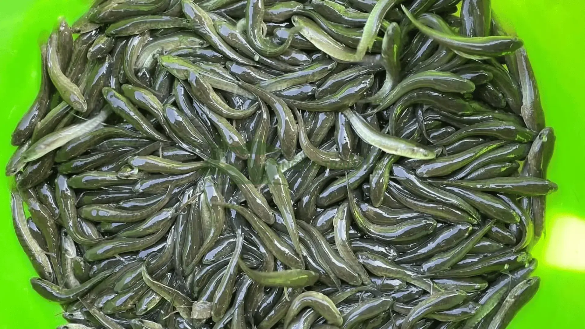 Trại cá lóc đầu nhím giống tại Thị trấn Vĩnh Thạnh, Huyện Vĩnh Thạnh, Thành phố Cần Thơ