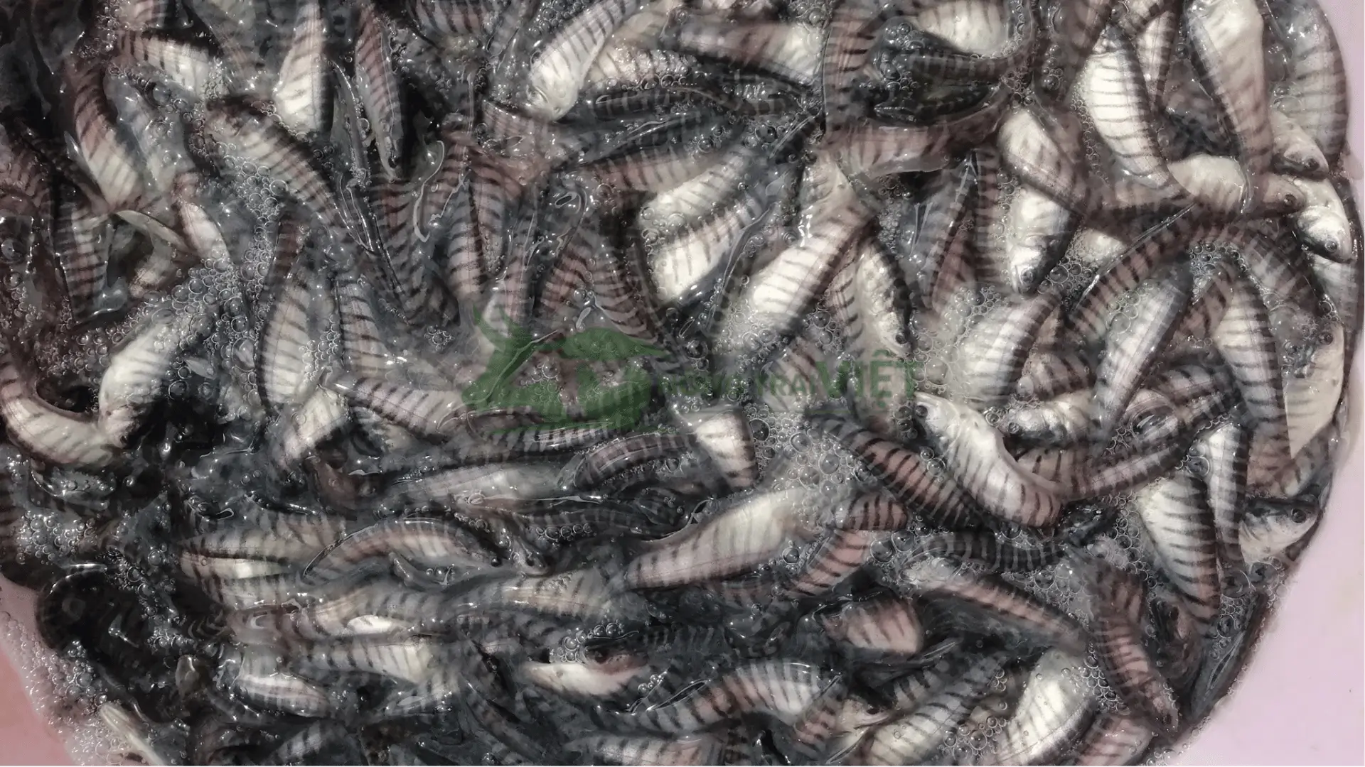 Trại cá thát lát (nàng hai) giống tại Xã Vĩnh Phú Đông, Huyện Phước Long, Tỉnh Bạc Liêu