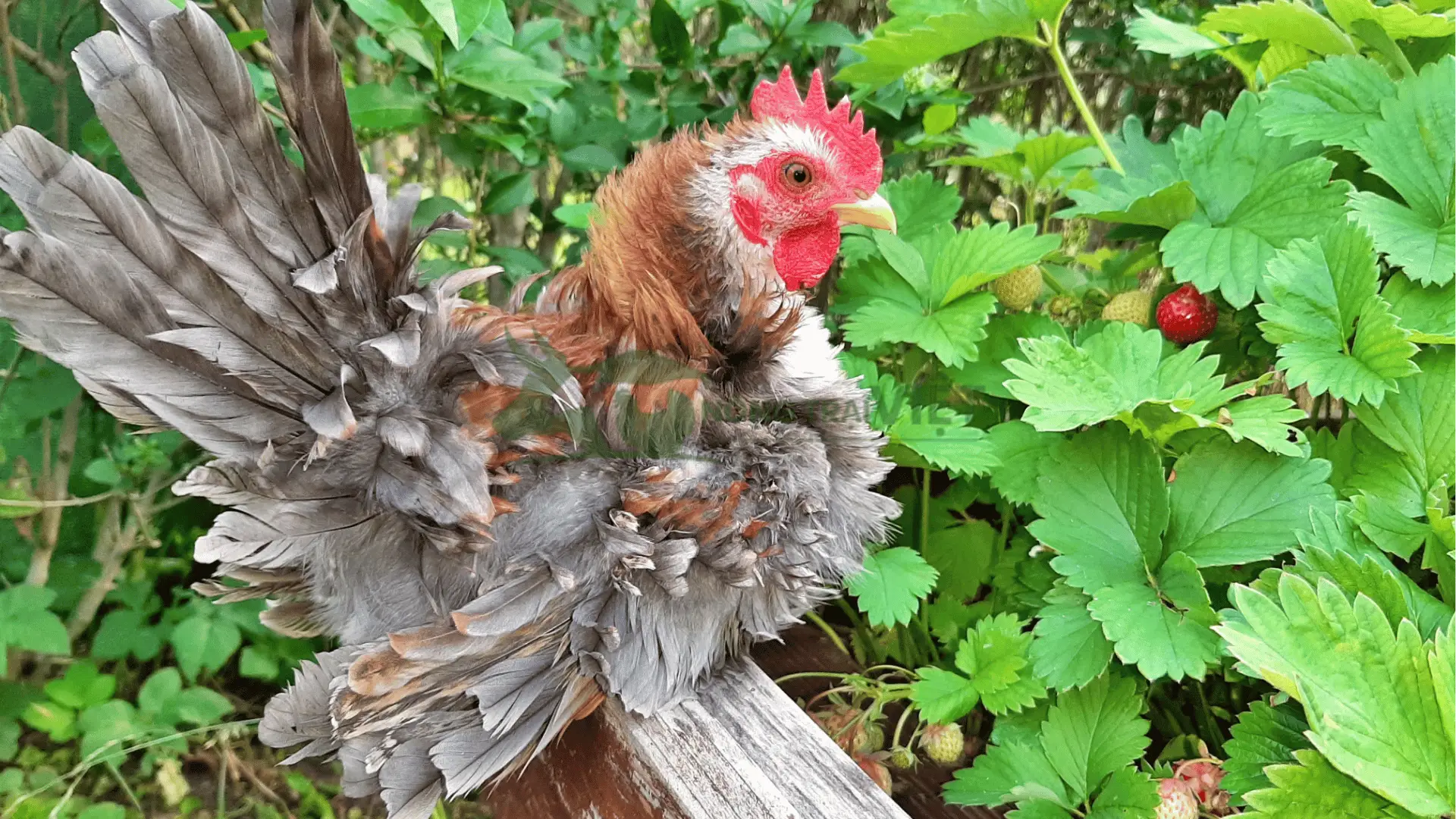 Trại gà Serama giống tại Xã Tràng Đà