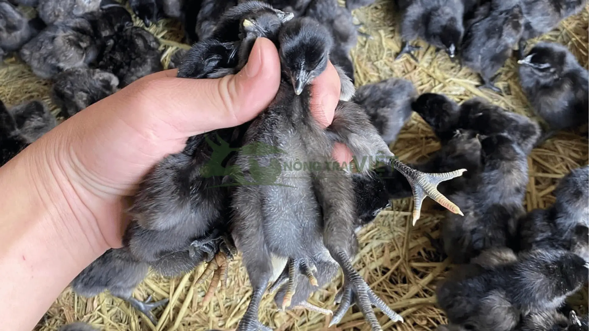 Trại gà H'Mông giống tại Xã Thành Lợi, Huyện Bến Lức, Tỉnh Long An