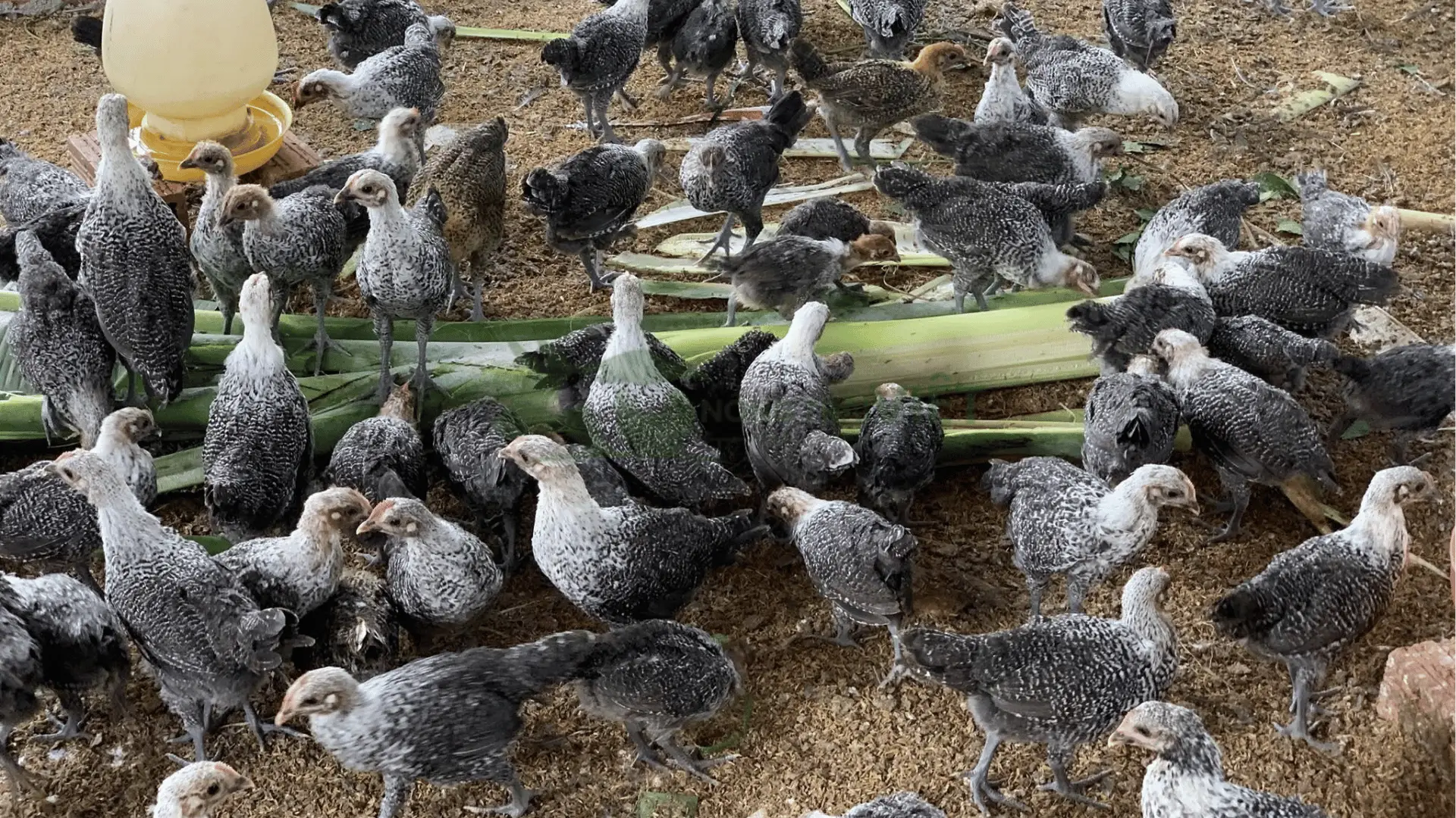 Trại gà ai cập vằn giống tại Xã Ngãi Xuyên, Huyện Trà Cú, Tỉnh Trà Vinh