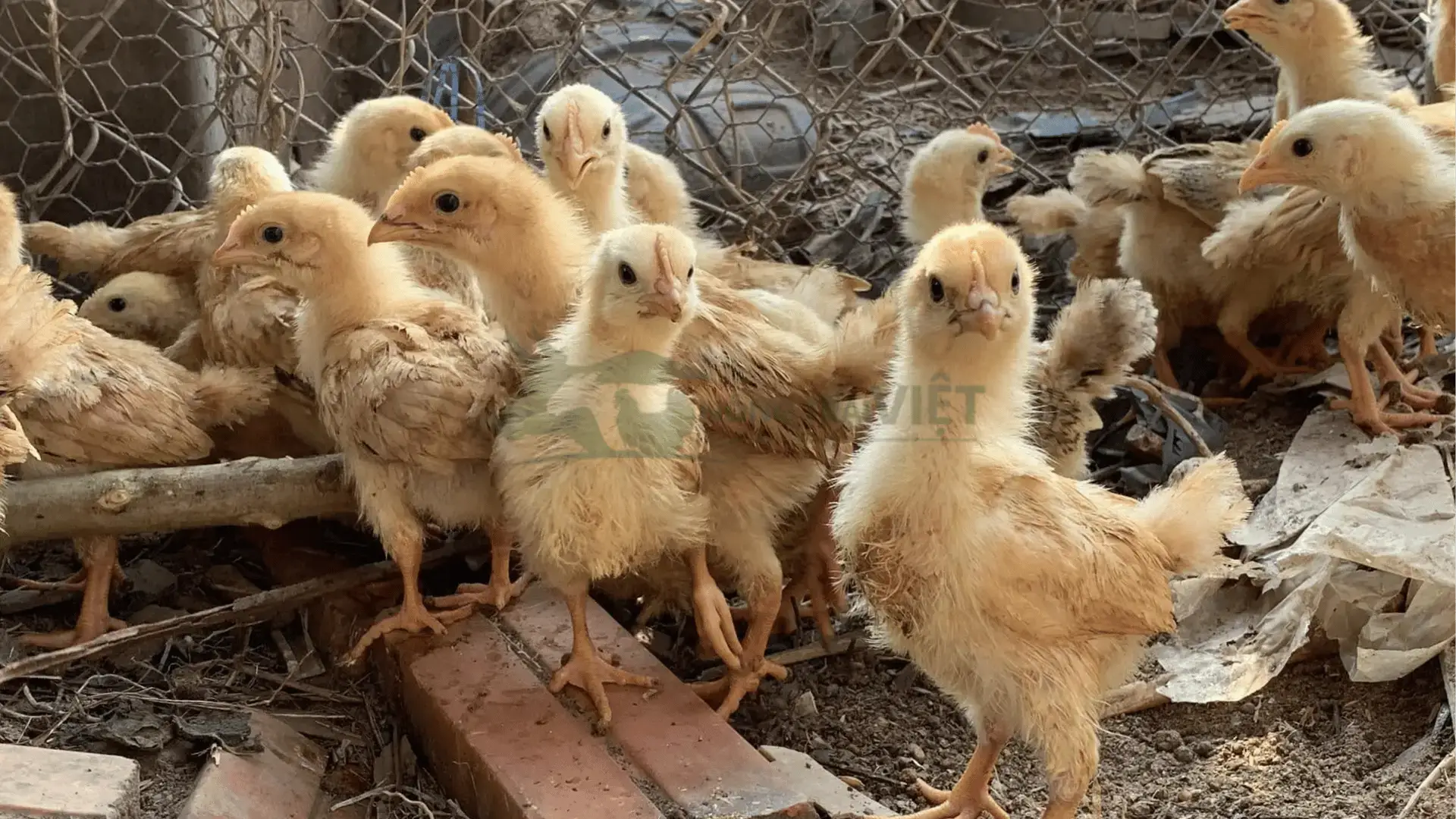 Trại gà tàu vàng  tại Xã Đức Hạnh, Huyện Bảo Lâm, Tỉnh Lâm Đồng