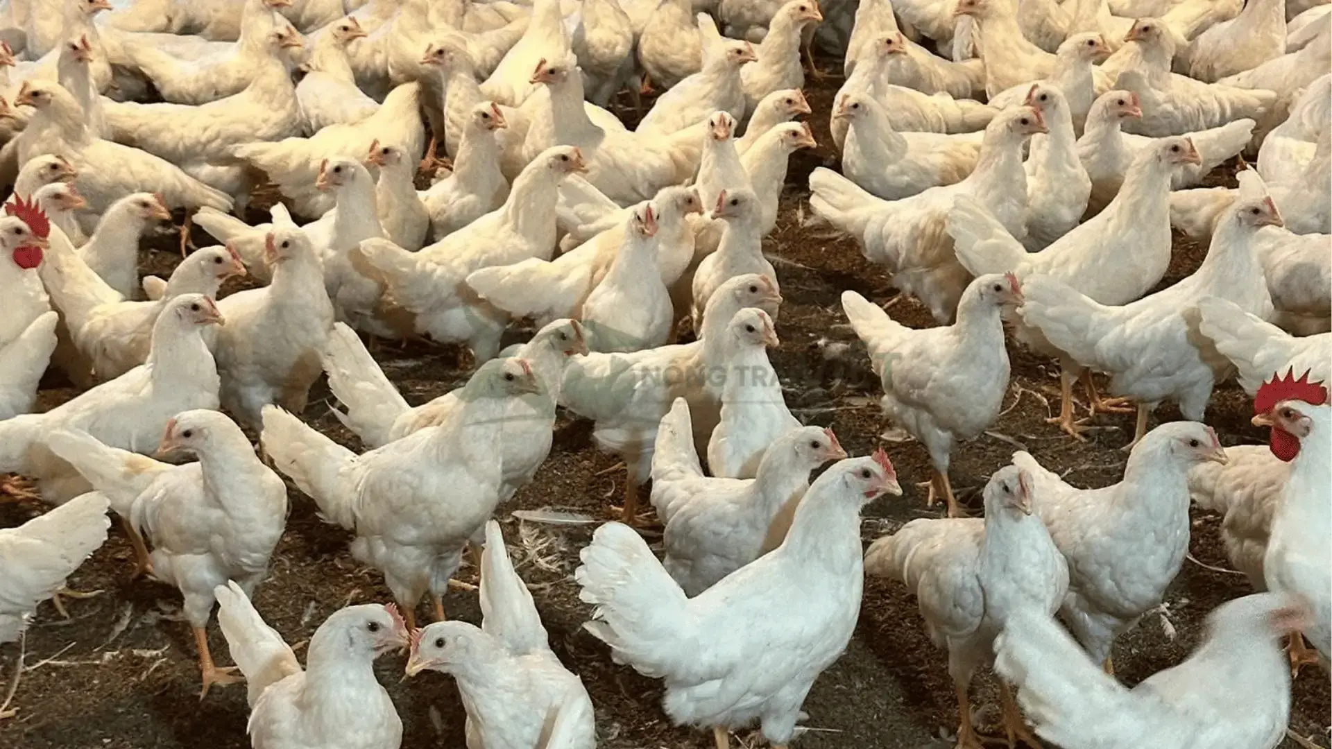 Trại gà ai cập trắng giống tại Xã Thuần Hưng, Huyện Long Mỹ, Tỉnh Hậu Giang