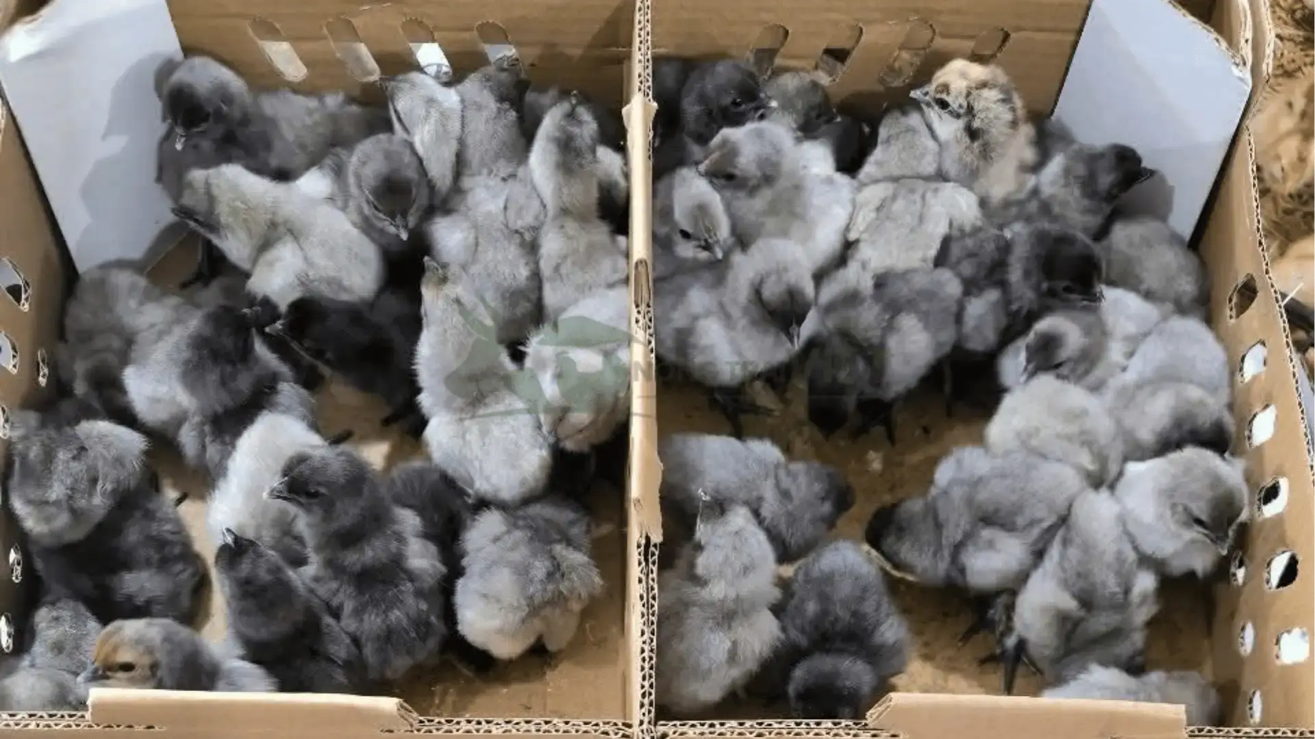 Trại gà lai chọi giống tại Tỉnh Quảng Bình