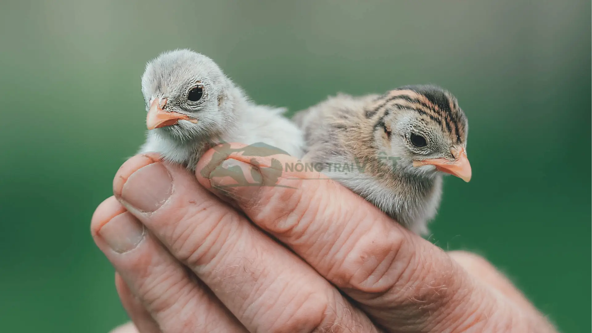 Trại gà sao giống tại Xã Vĩnh Châu