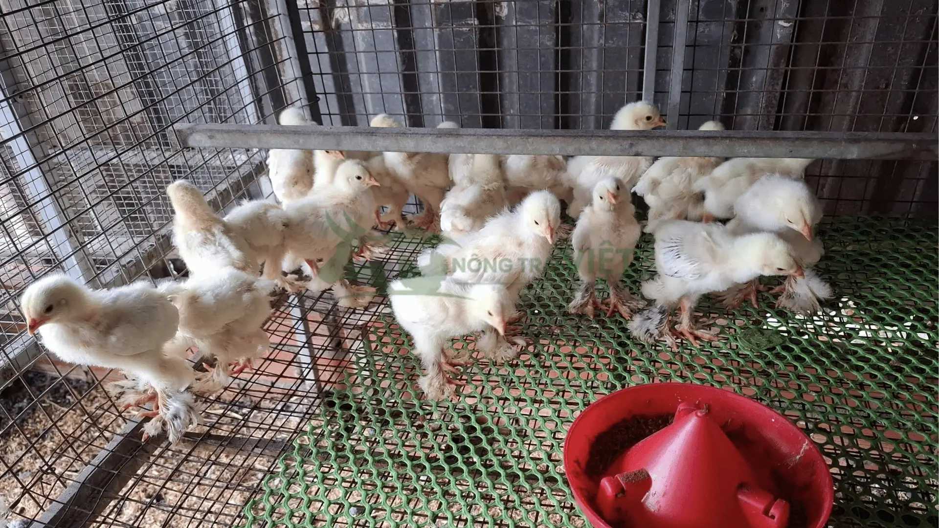 Trại gà Brahma - Trại gà kỳ lân giống tại Xã Trường Thành, Huyện Thới Lai, Thành phố Cần Thơ