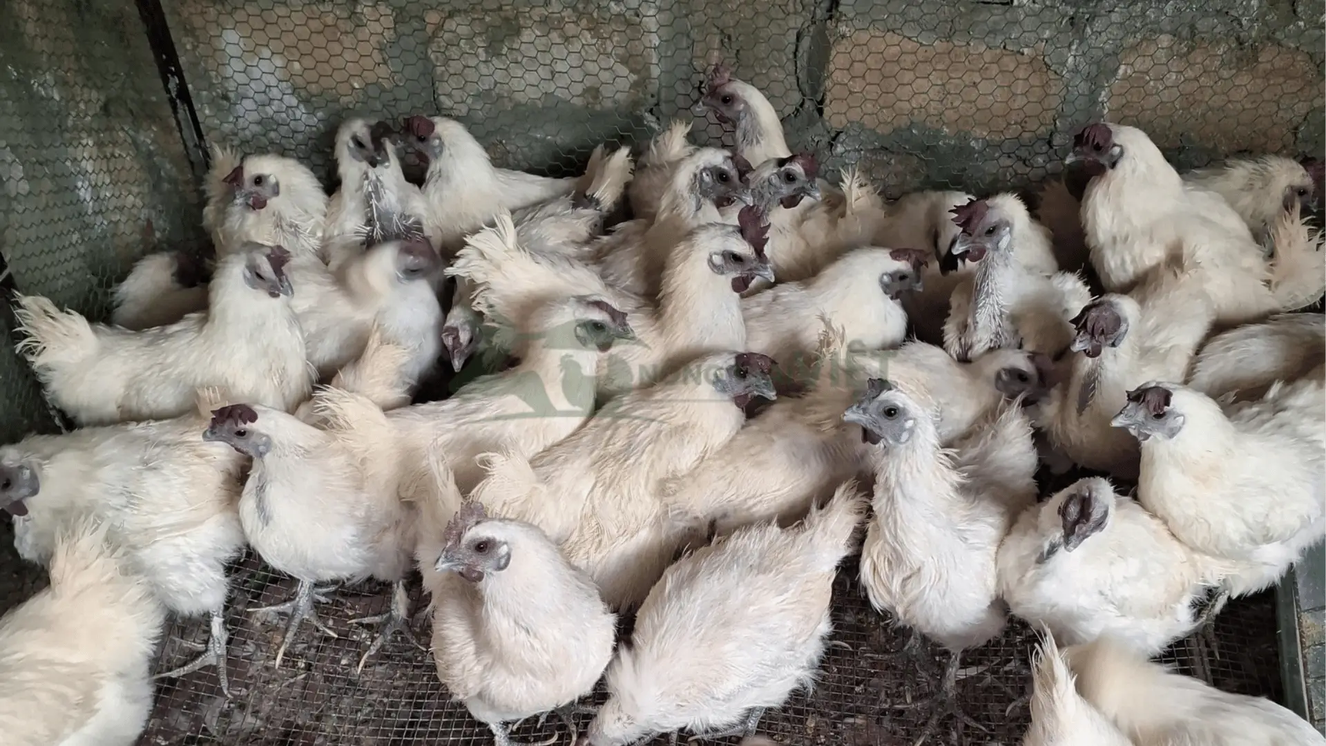 Trại gà ác giống tại Tỉnh Bà Rịa - Vũng Tàu