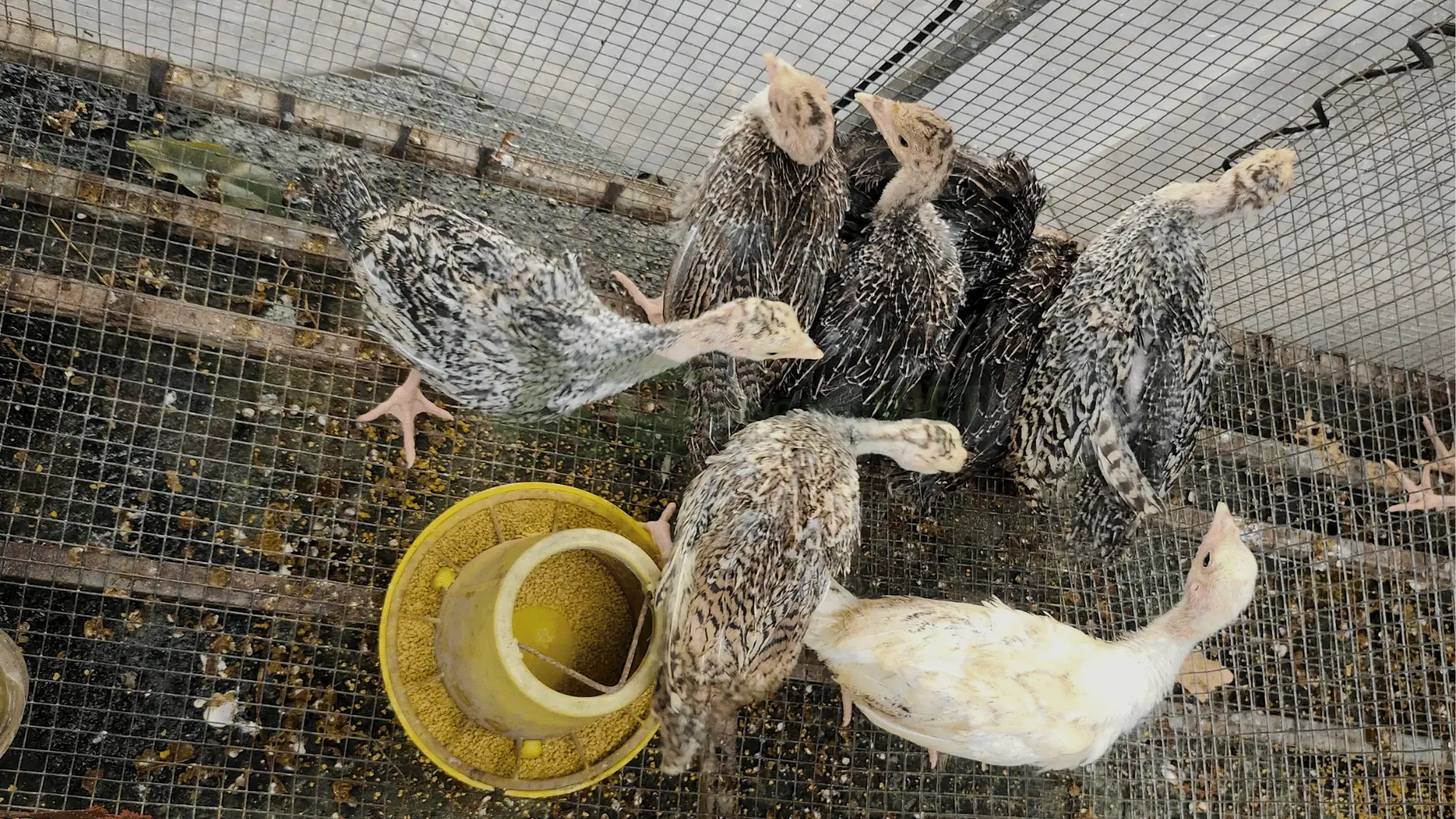 Trại gà tây (gà lôi) giống tại Phường Đông Lễ