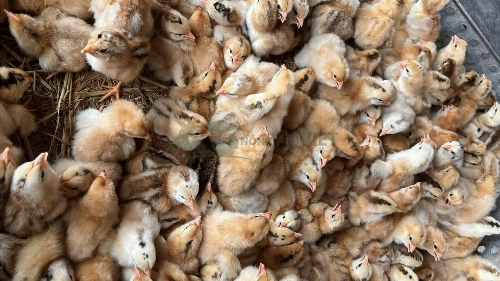 Trại gà ri 1/2 giống tại Xã Thành Công, Huyện Gò Công Tây, Tỉnh Tiền Giang