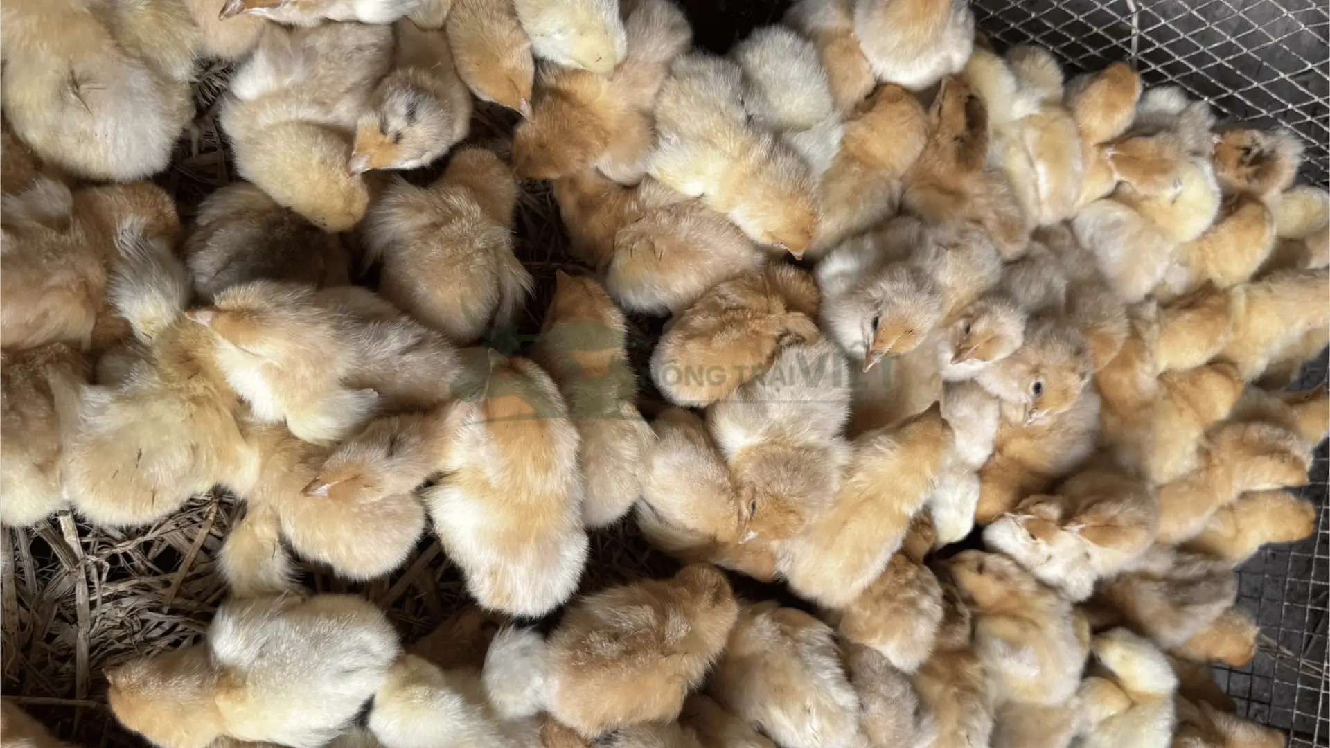 Trại gà ri 3/4 giống tại Xã Thiện Trung, Huyện Cái Bè, Tỉnh Tiền Giang