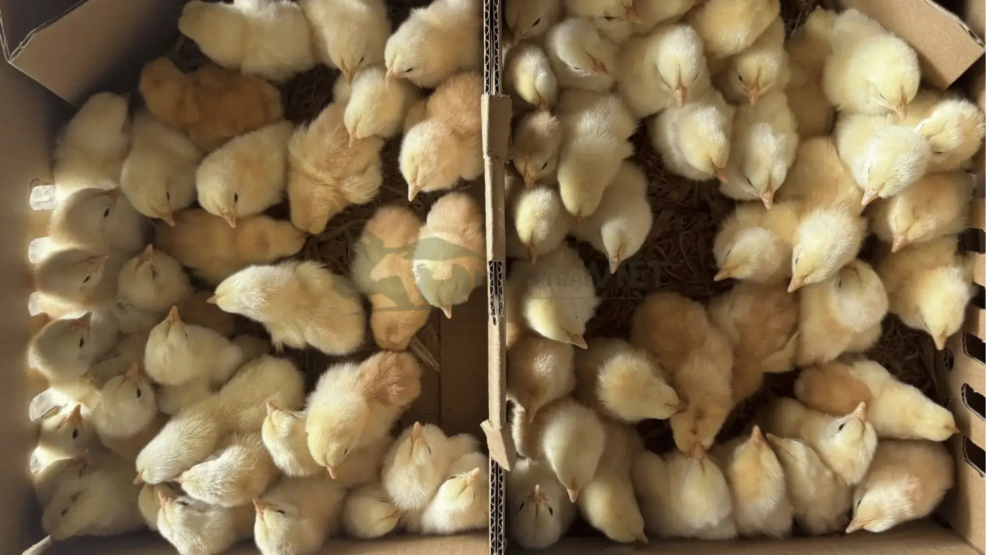 Trại gà mía thuần giống tại Xã Thạnh Quới, Huyện Long Hồ, Tỉnh Vĩnh Long