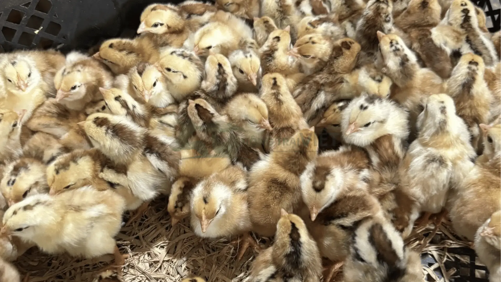 Trại gà mía lai giống tại Xã Trường Thành, Huyện Thới Lai, Thành phố Cần Thơ