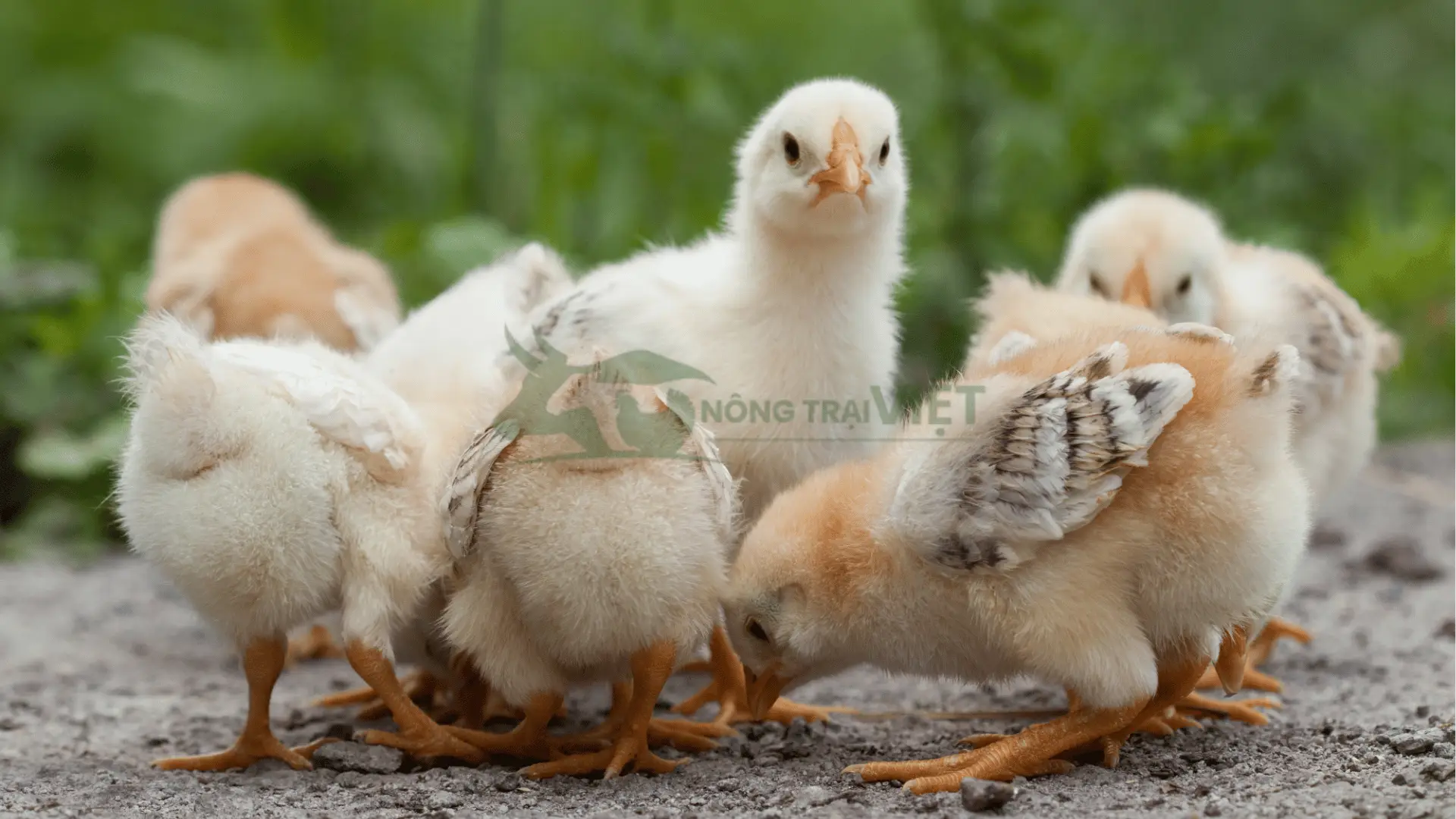 Trại gà nòi lai giống tại Thị trấn Tiểu Cần, Huyện Tiểu Cần, Tỉnh Trà Vinh