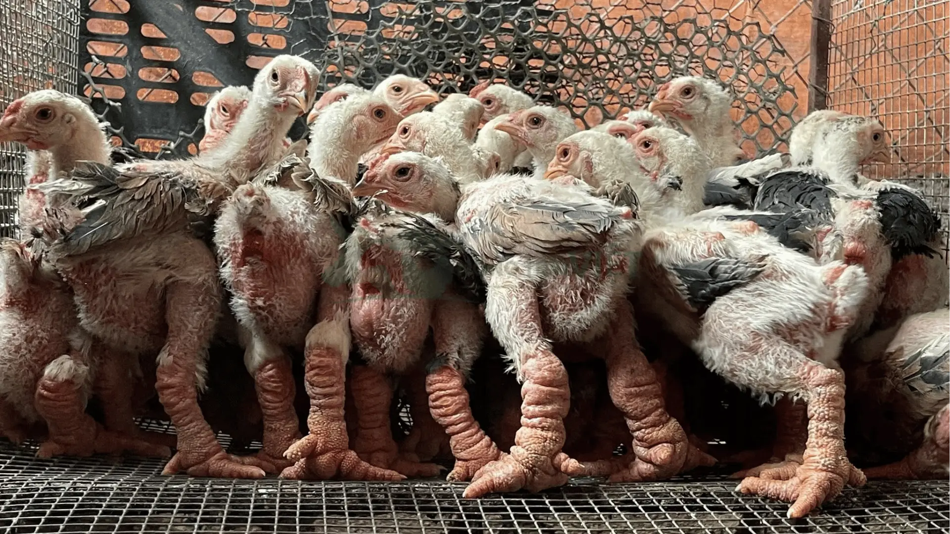 Trại gà đông tảo giống tại Tỉnh Hà Tĩnh