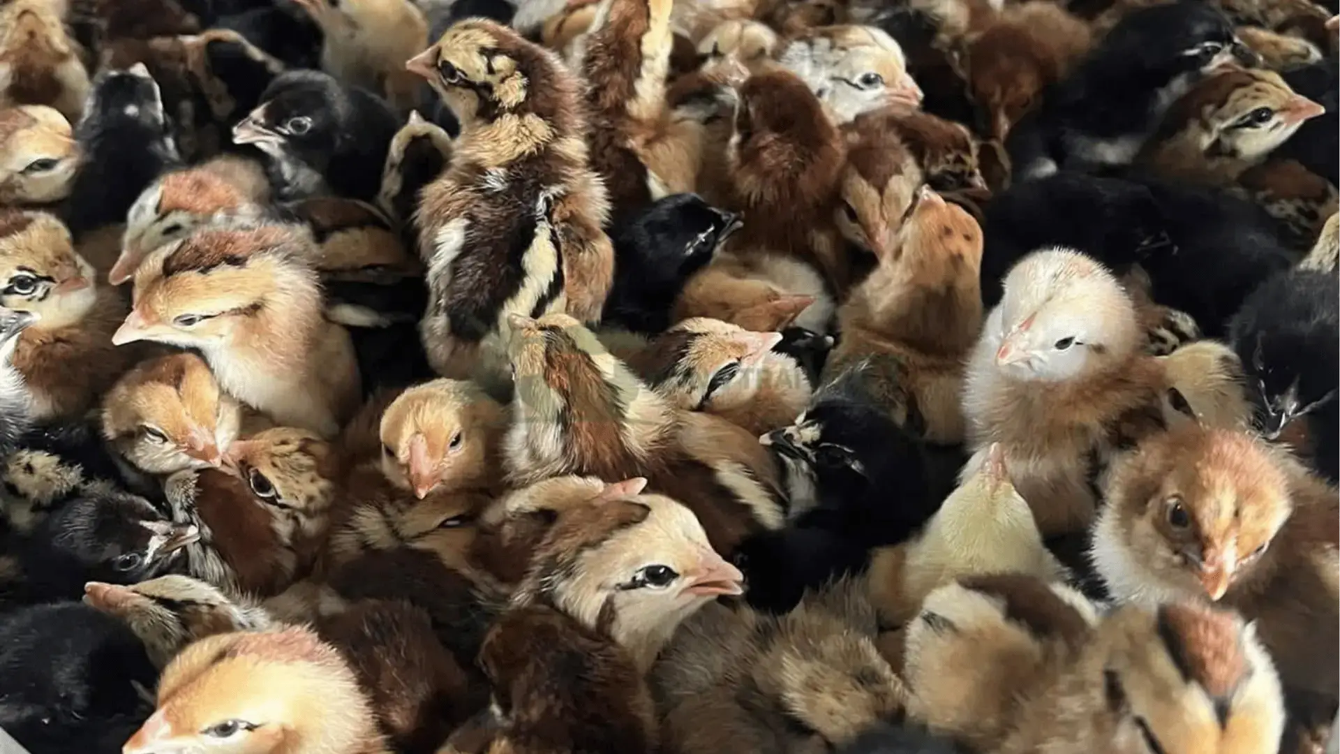 Trại gà lai chọi sọc giống tại Phường Long Biên, Quận Long Biên, Thành phố Hà Nội