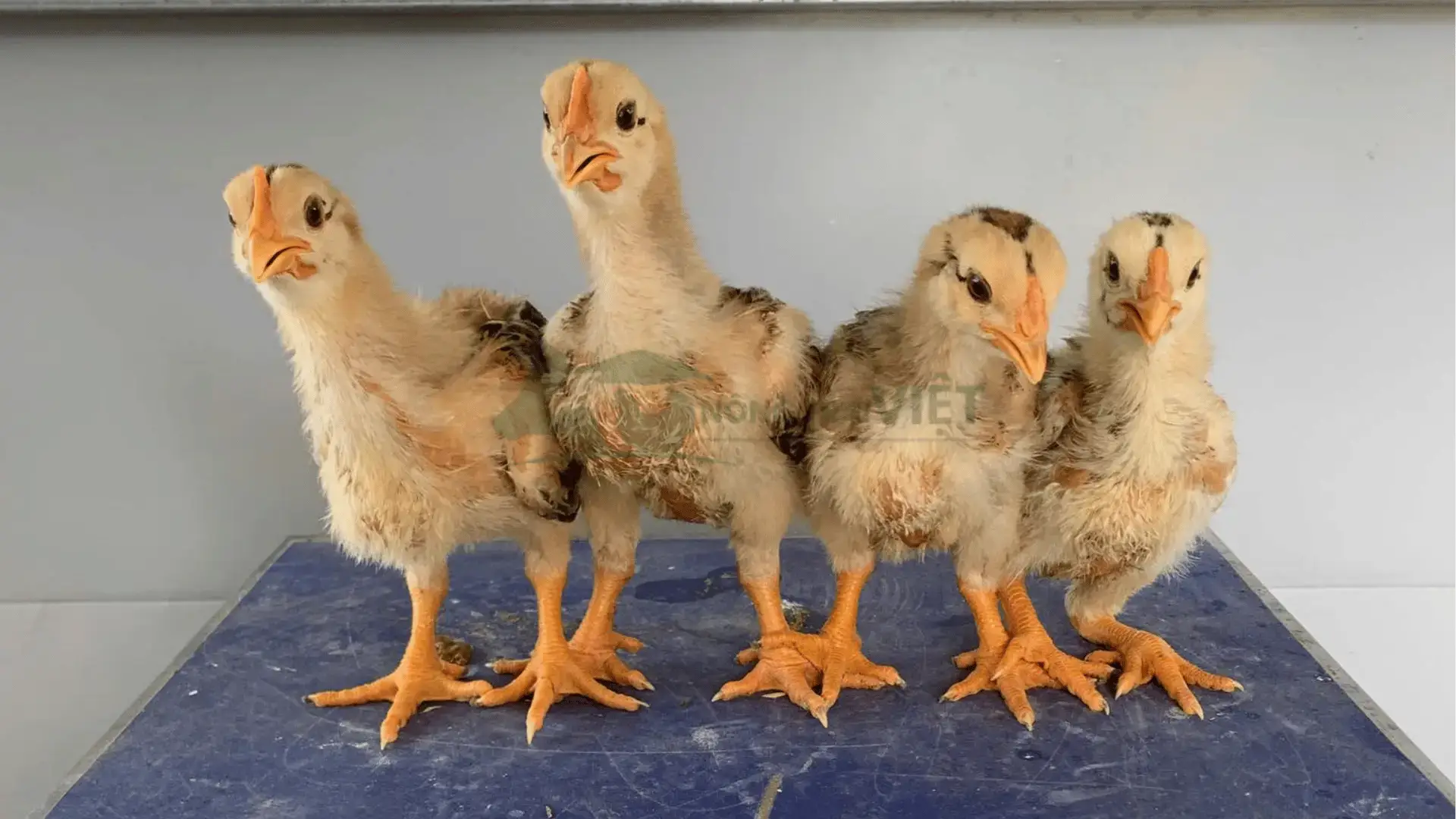 Trại gà lai hồ giống tại Xã Hòa Điền, Huyện Kiên Lương, Tỉnh Kiên Giang